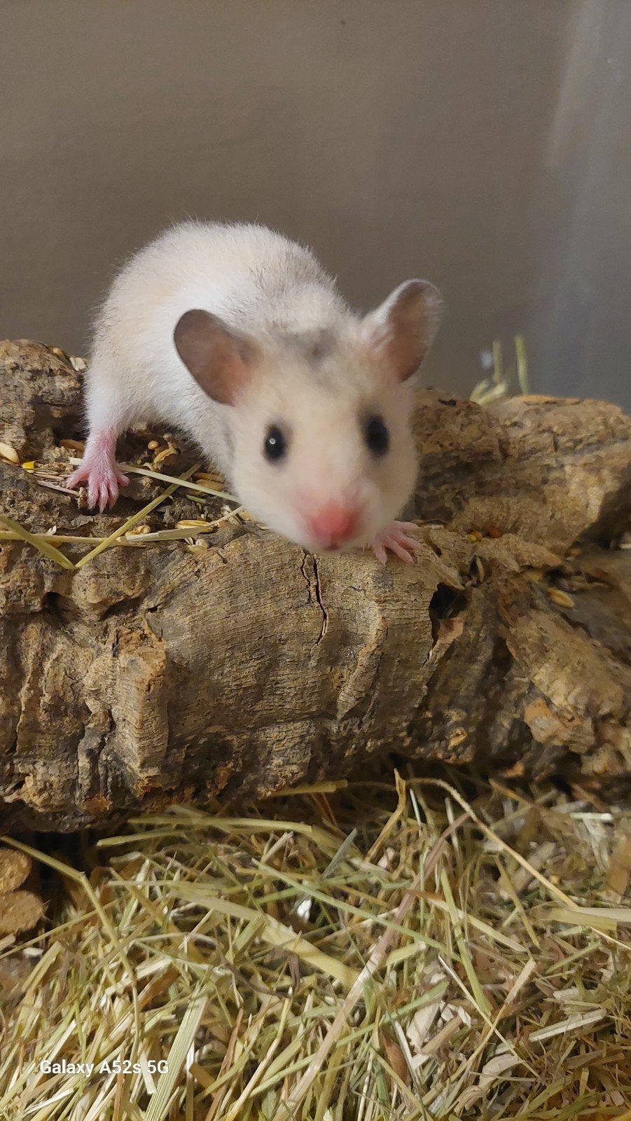 baby goudhamster, Dieren en Toebehoren, September, Vrouwelijk, Hamster