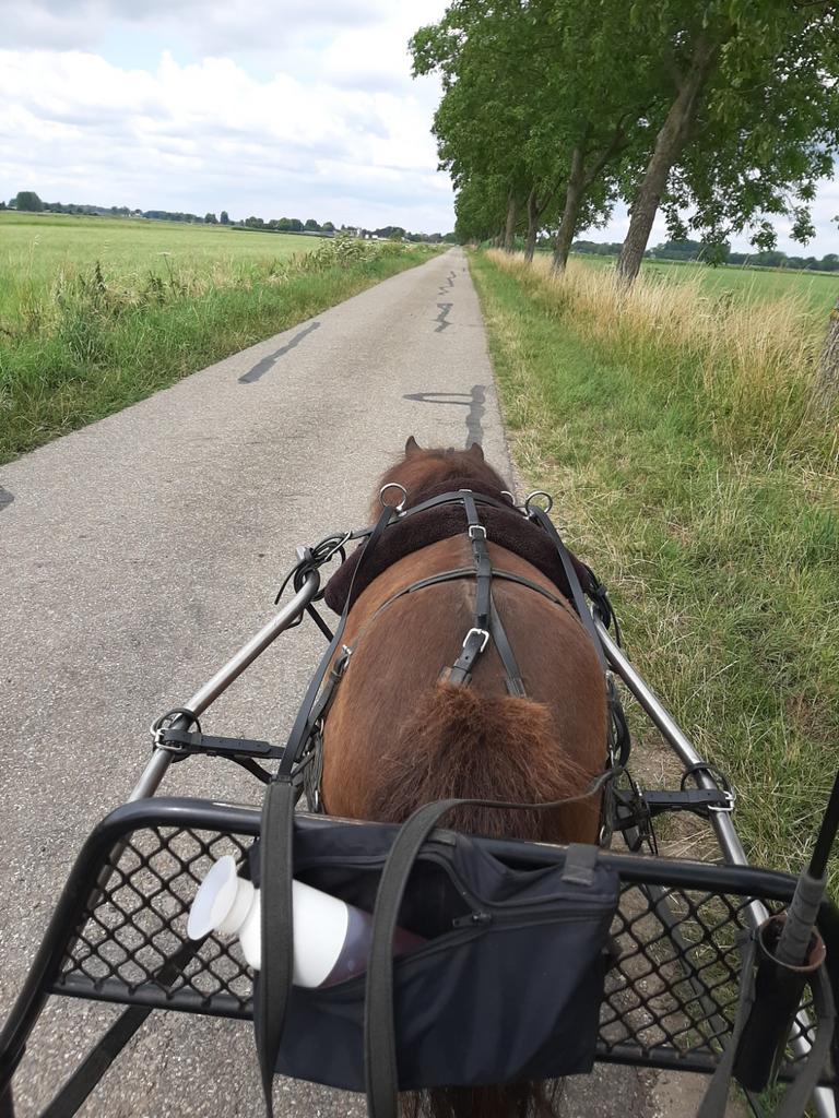 Gezocht verzorgster/trainer voor shetlanders., Dieren en Toebehoren, Paarden en Pony's | Overige Paardenspullen, Ophalen, Nieuw