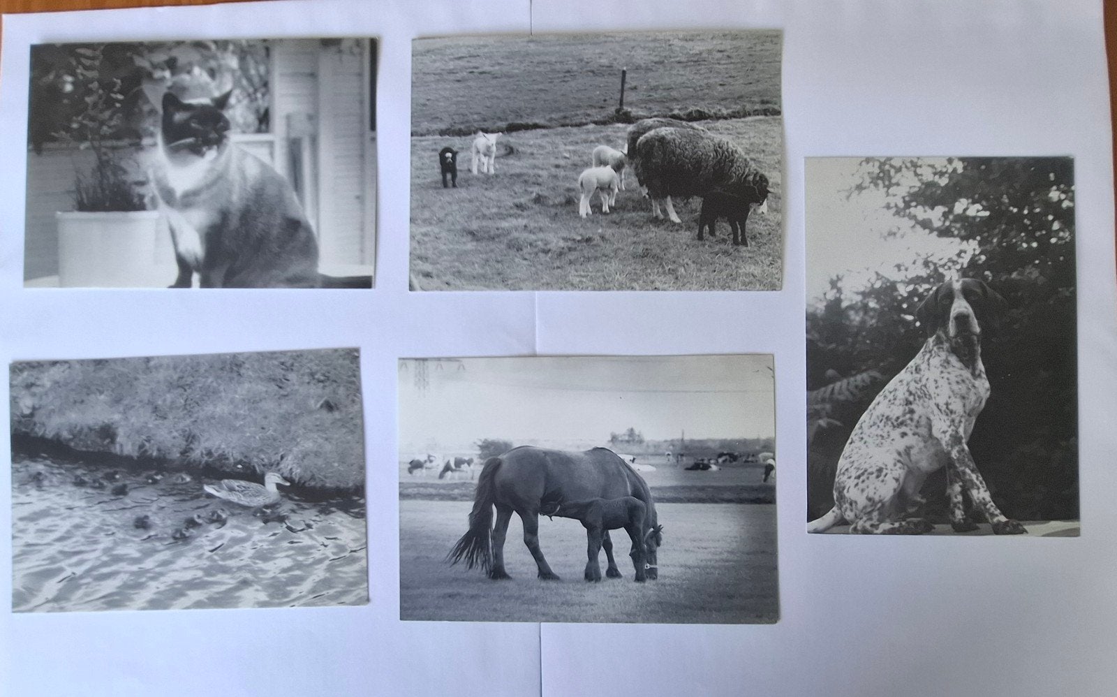 5 Vintage Zwart-Wit Kaarten: Dieren en Natuur, Verzamelen, Ophalen of Verzenden, 1960 tot 1980, Ongelopen