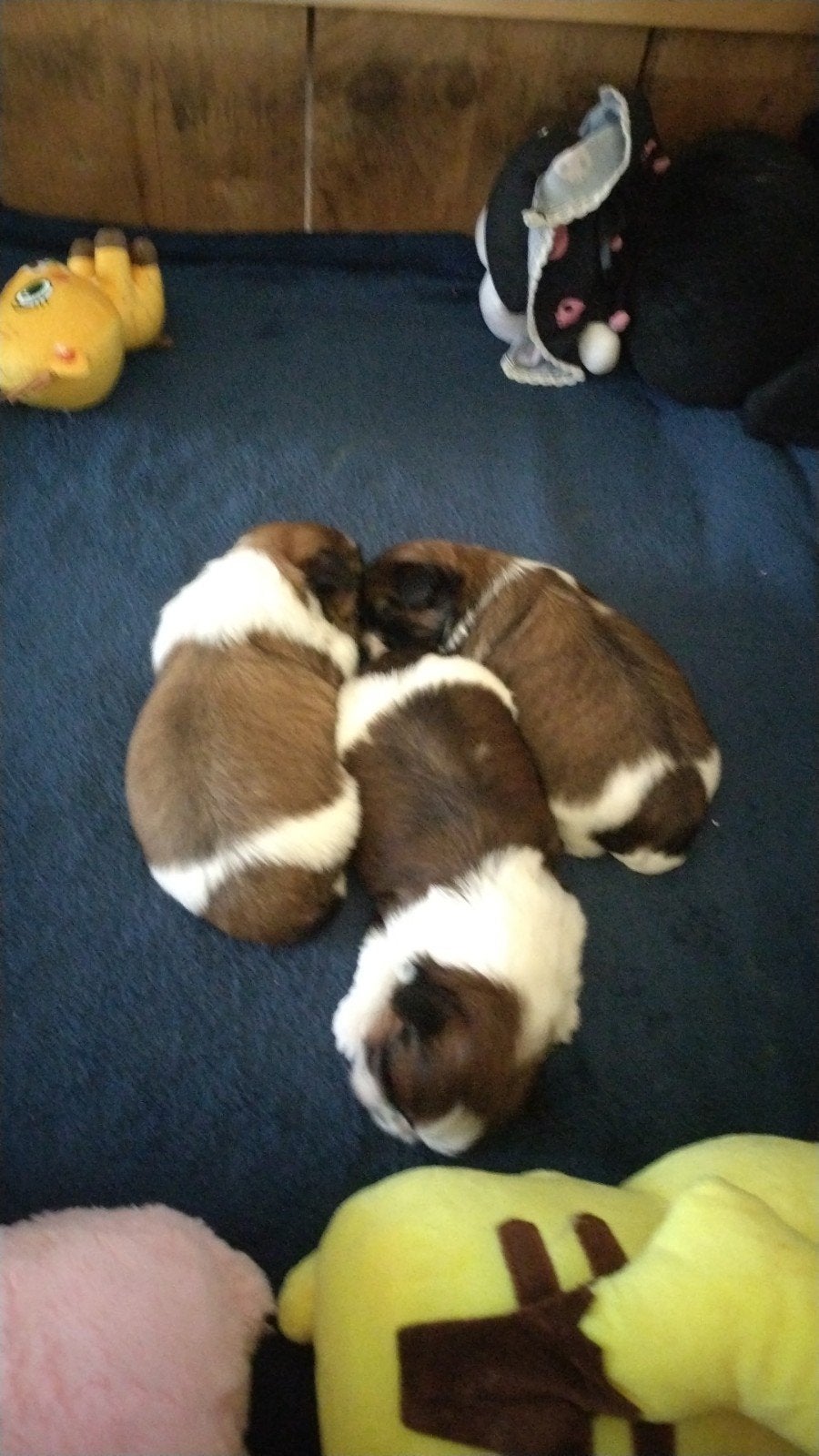Shih-Tzu puppies, Dieren en Toebehoren, Honden | Chihuahua's en Gezelschapshonden, 8 tot 15 weken, Parvo, Meerdere, Meerdere dieren