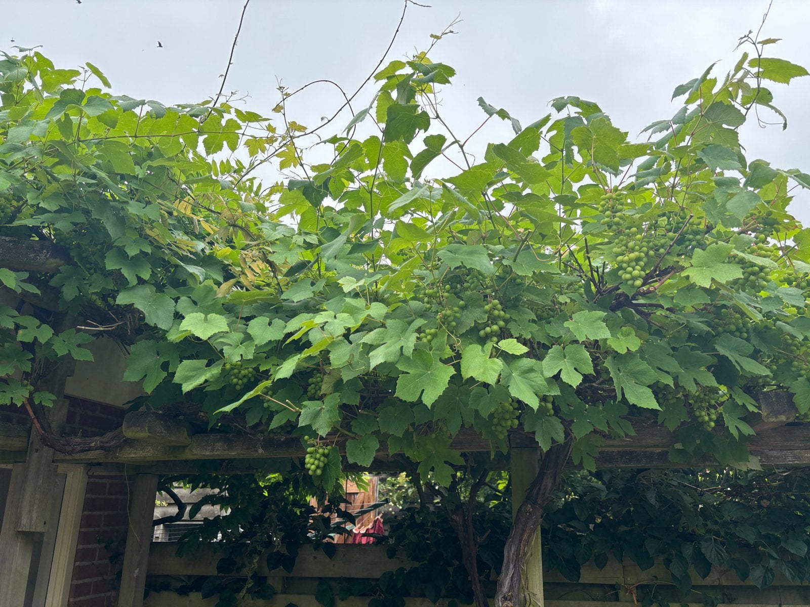 Volwassen Druivenplant - 4 stammen, Ophalen, Volle zon, Vaste plant, Klimplanten