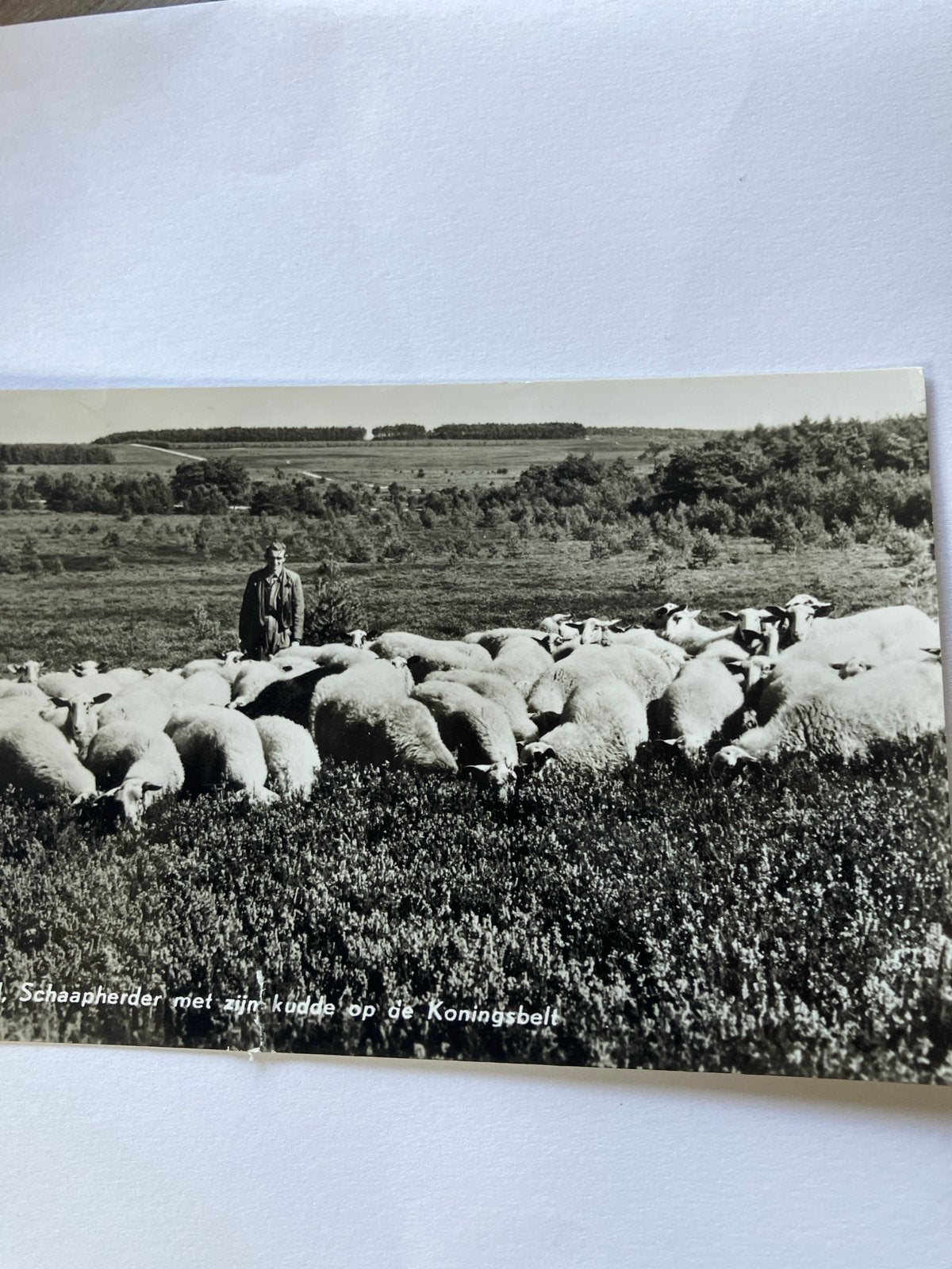 Oude Ansichtkaart Schaapherder met kudde op de Koningsbelt, Ophalen of Verzenden, 1960 tot 1980, Gelopen