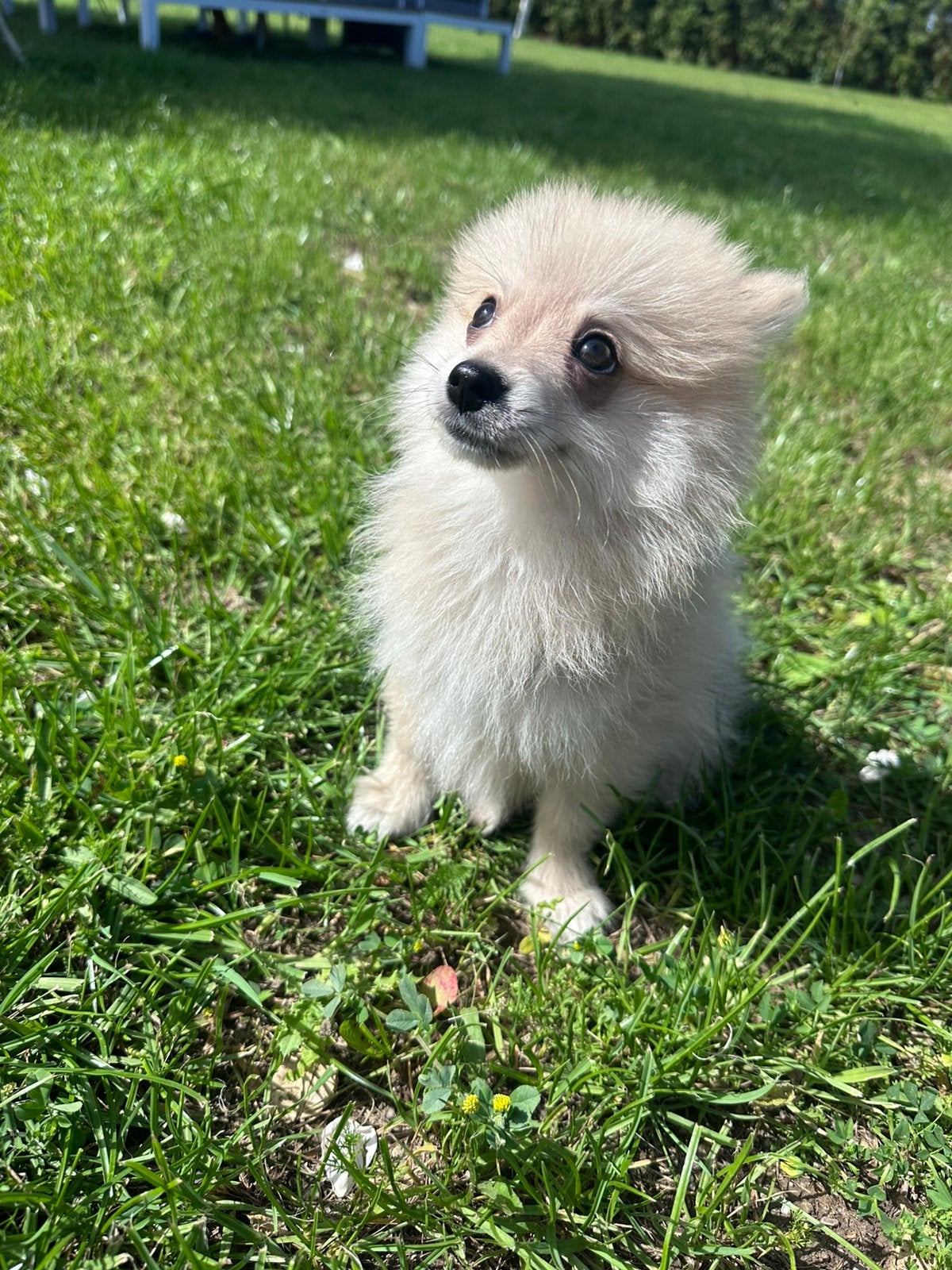 Pomeranian | pomeriaan | keeshond pups evt vakantie oppas, 8 tot 15 weken, Parvo, Meerdere dieren, Eén hond