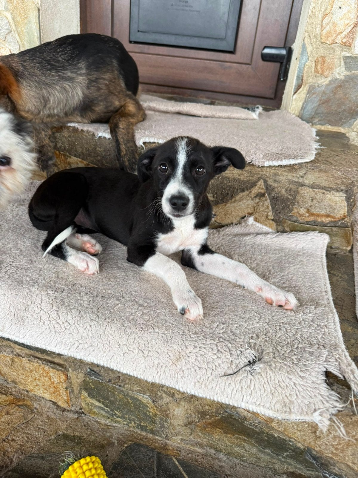 teef Sira adoptiehond, puppy zoekt baas, Dieren en Toebehoren, Particulier, 8 tot 15 weken, Buitenland, Teef