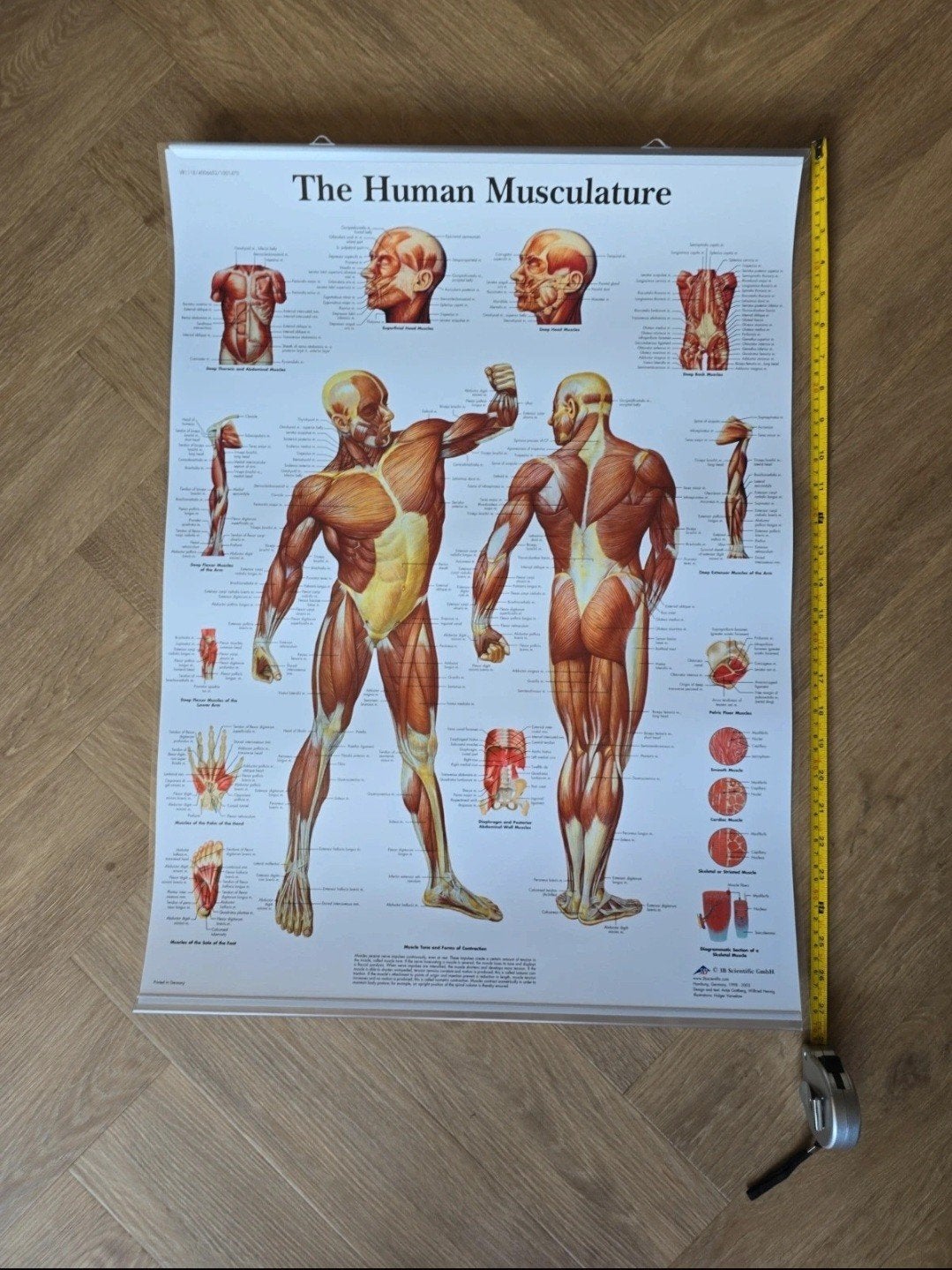 Anatomie Poster Menselijke Spieren 70x50 cm, Ophalen of Verzenden, A1 t/m A3, Overige onderwerpen, Rechthoekig Staand