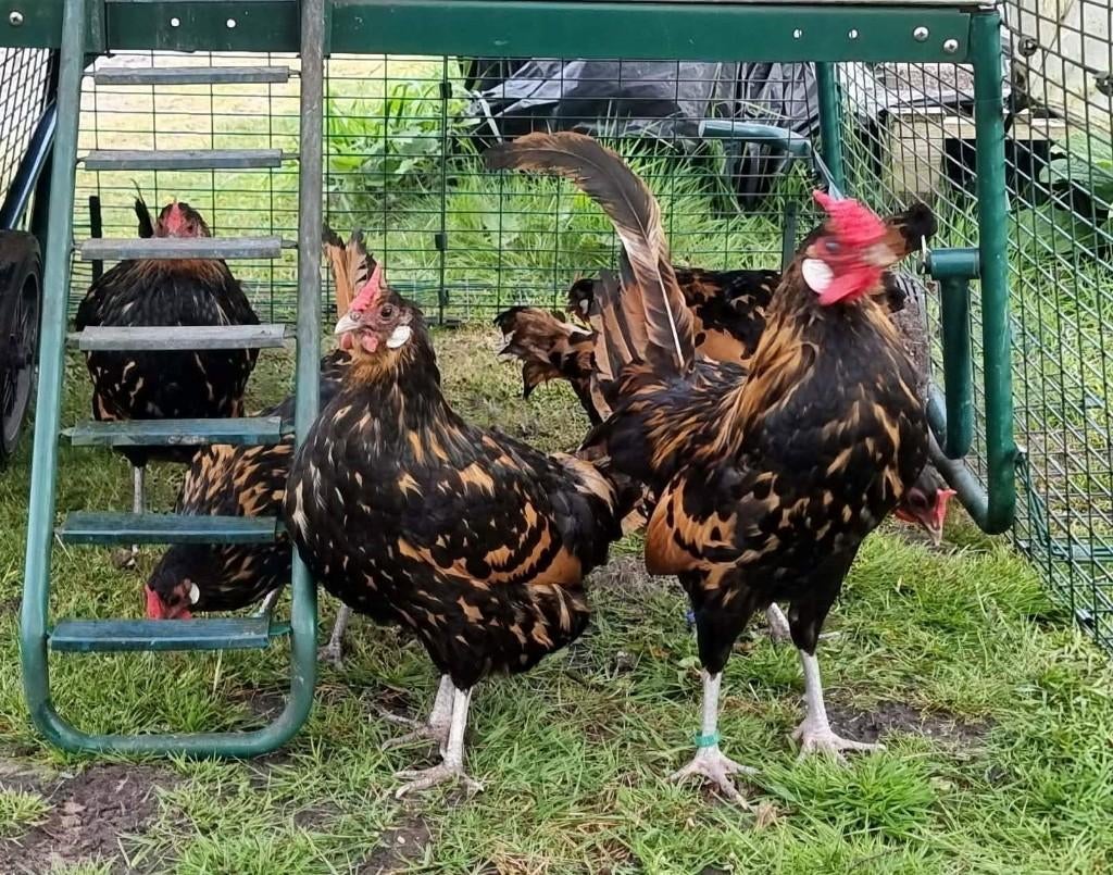 Broedeieren Hollands hoen goud-zwartgeloverd, Dieren en Toebehoren, Pluimvee, Geslacht onbekend, Kip