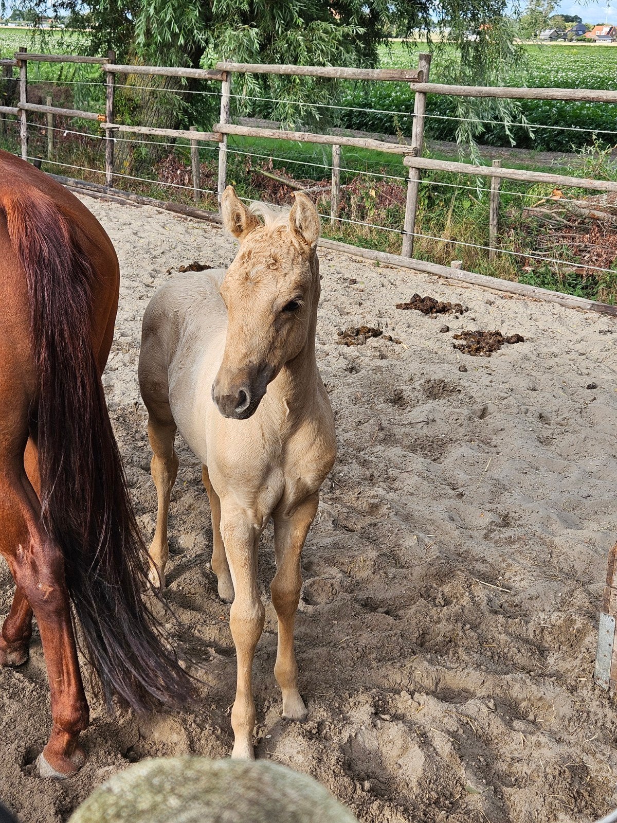 Opfok plekje aangeboden, Dieren en Toebehoren, Opfok