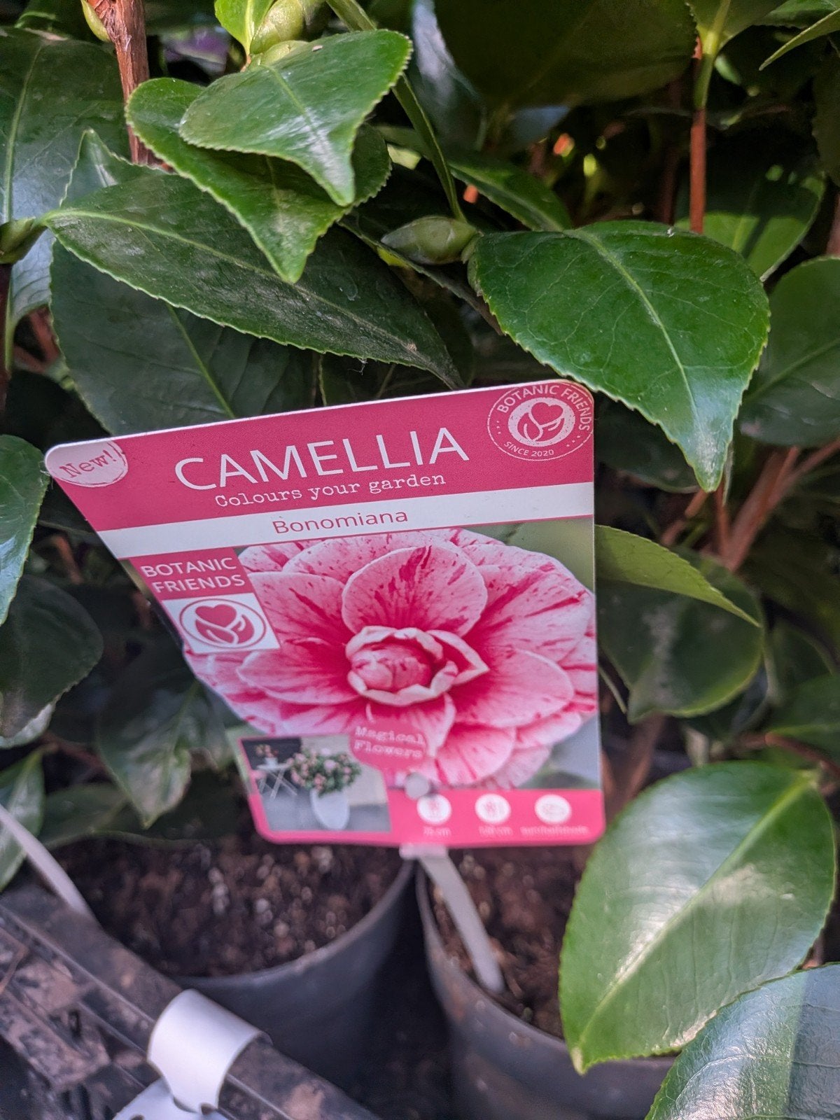 CAMELLIA ‘BONOMIANA’ – €15,- per stuk!, Vaste plant, Halfschaduw, Lente, Ophalen