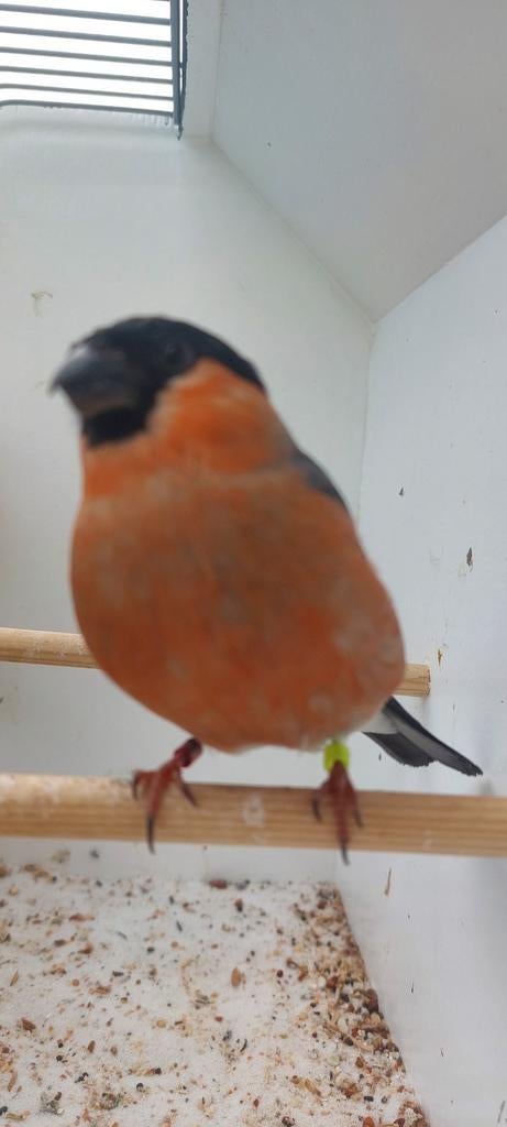 Europese goudvink  man 2025, Mannelijk, Wildzangvogel