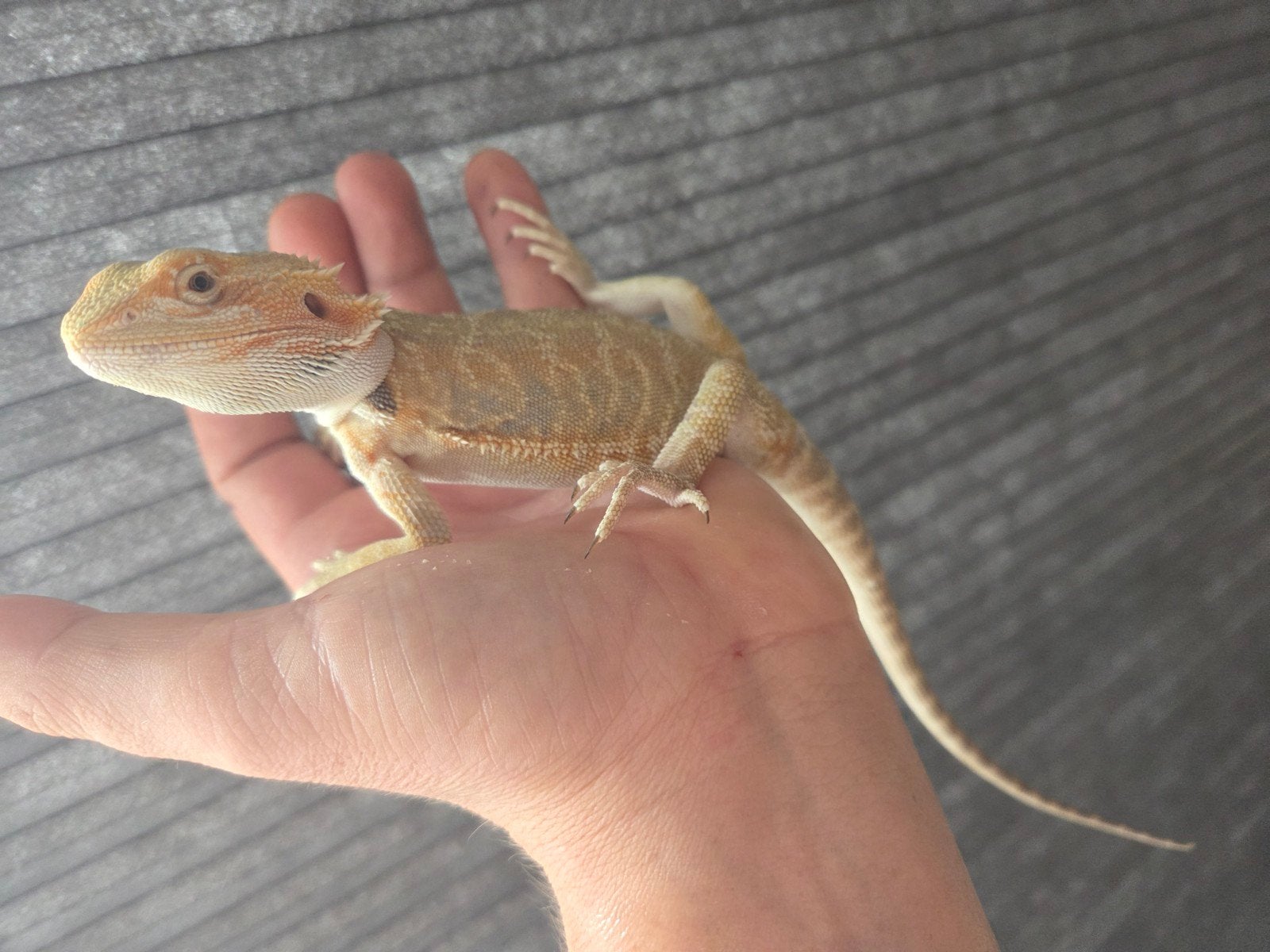 Baardagaam Pogona Vitticeps Citrus/Orange Leatherback Bearded Dragon photo 3