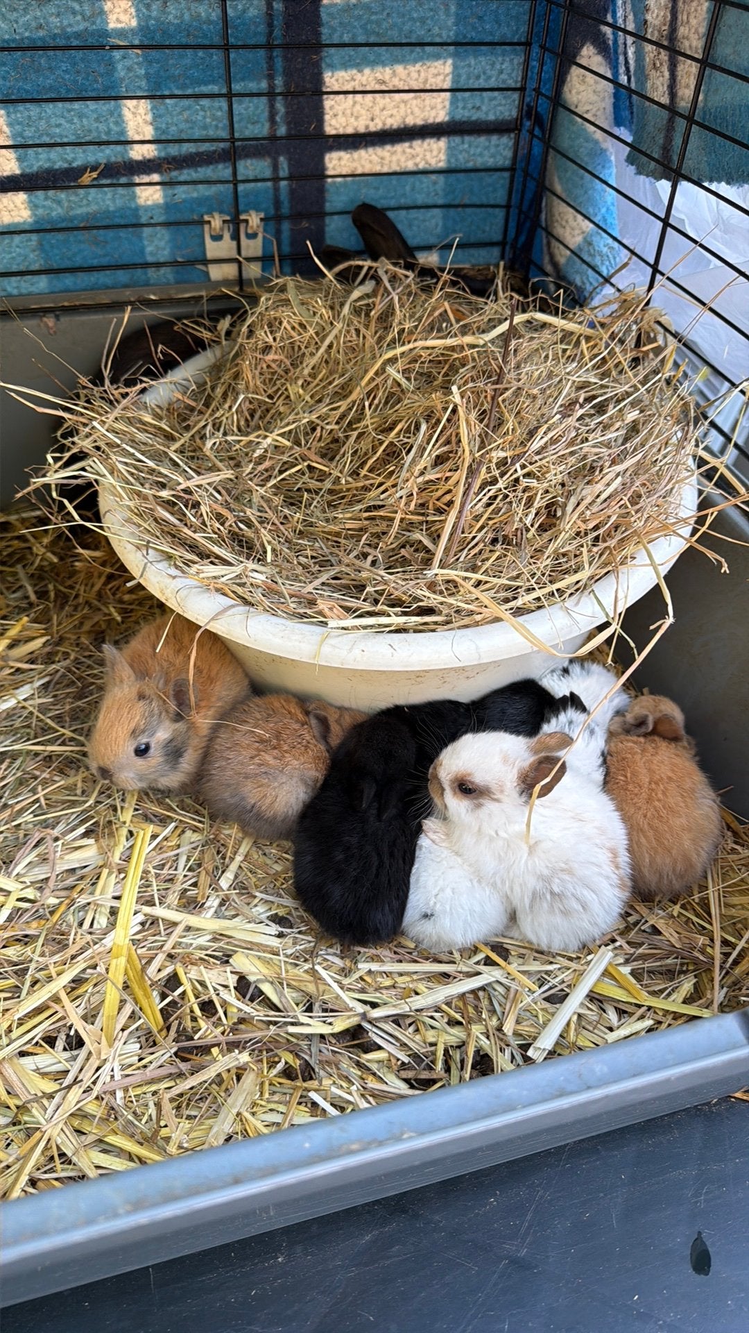 Konijnen vier weken oud. TE KOOP 7 babies + moeder, Dieren en Toebehoren, Konijnen, Meerdere dieren, Dwerg