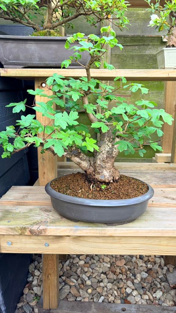 Diverse bonsai over te nemen, Ophalen, Bloeit niet, Volle zon, Overige soorten