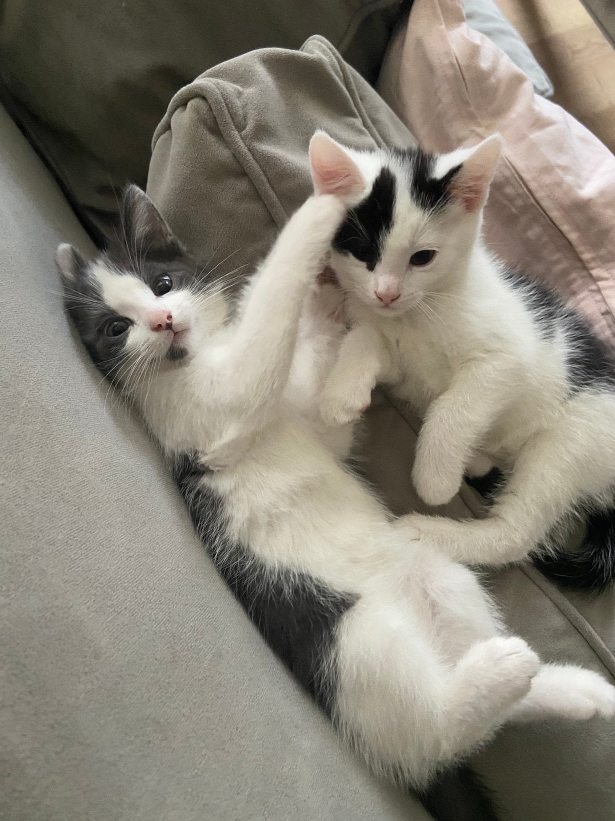 Kittens te koop, Dieren en Toebehoren, Meerdere dieren, Ontwormd