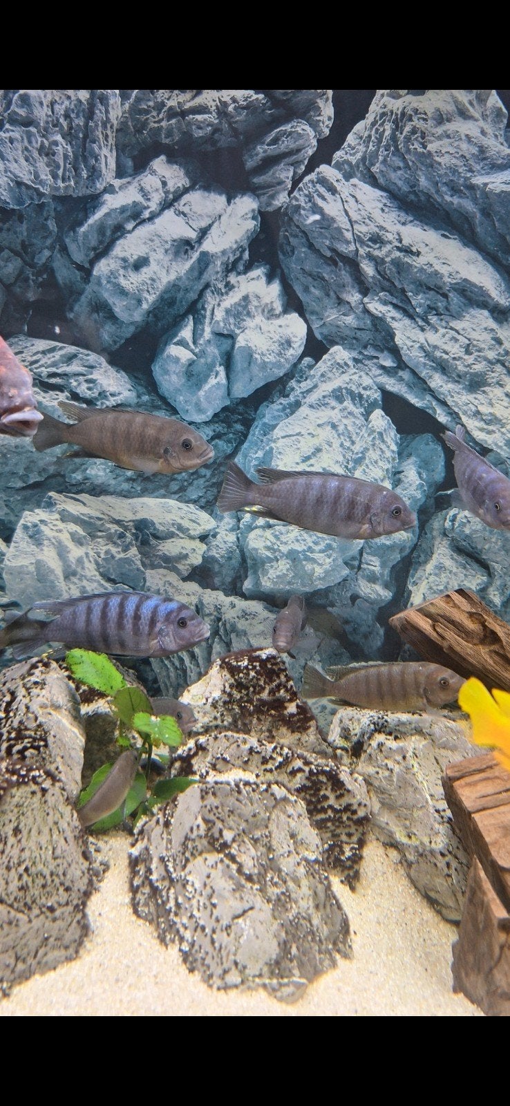 Mbuna cichlide blauw, Vis