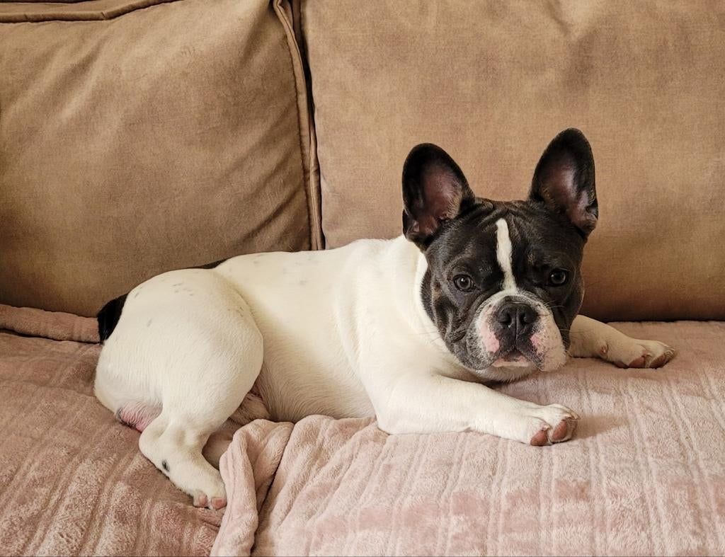 Forse Franse Bulldog Puber Pup Reu, 15 weken tot 1 jaar, Reu, Parvo, Bulldog