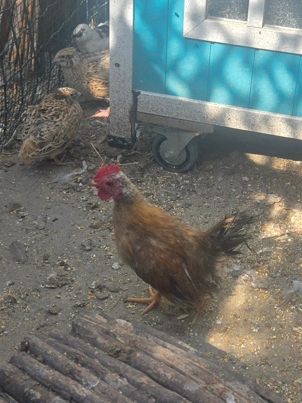 Serama zijdeveer haantje, Dieren en Toebehoren, Pluimvee, Mannelijk, Kip