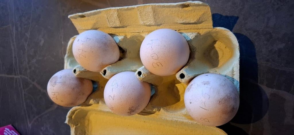 Broedeieren  zwartvleugel  violet pauwen, Dieren en Toebehoren, Geslacht onbekend, Overige soorten
