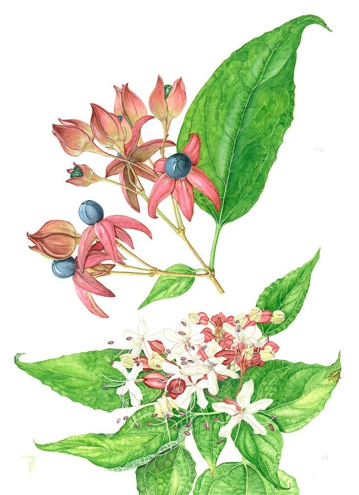 Pindakaasboom, Clerodendrum trichotomum, Ophalen