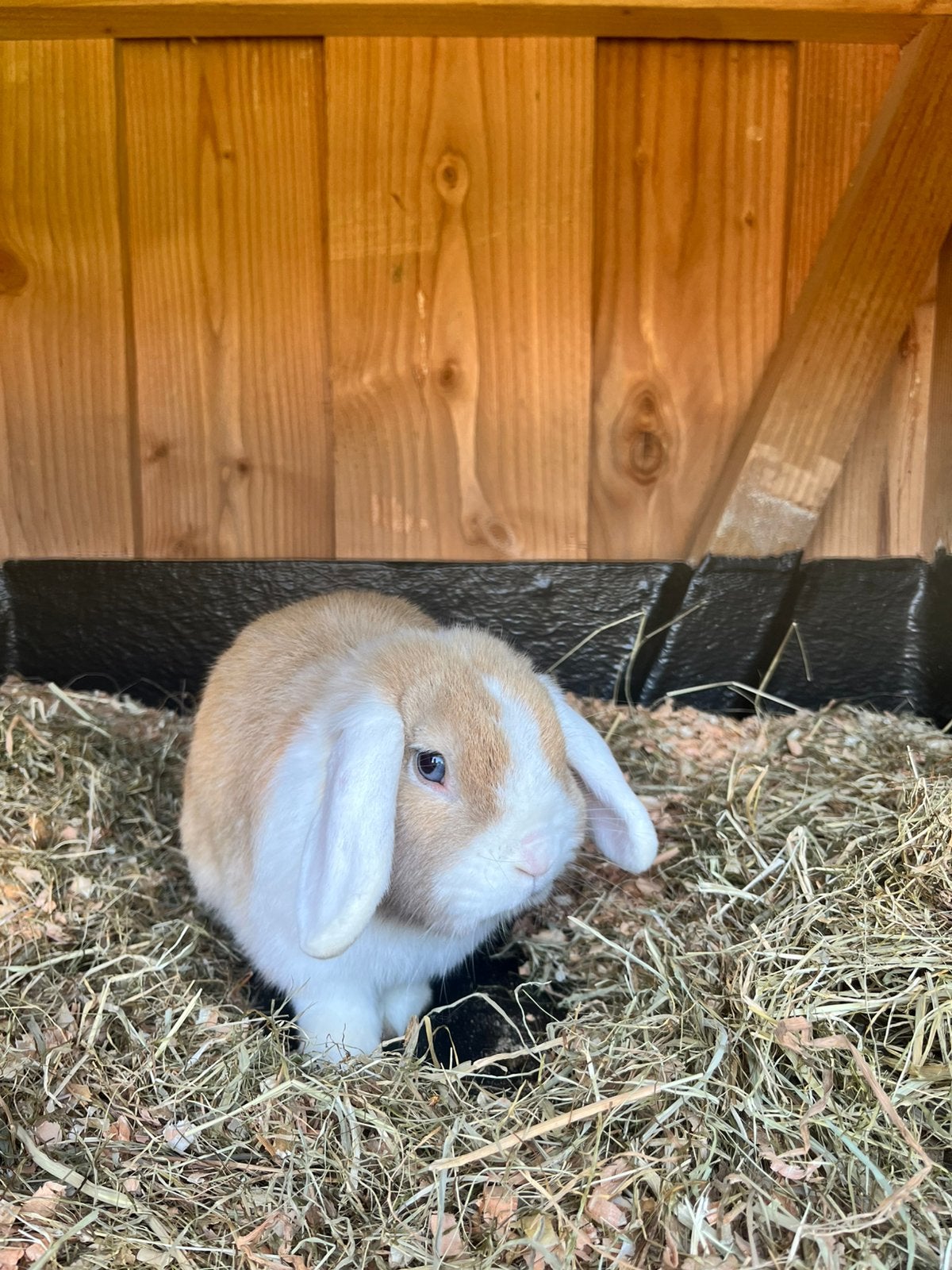 Mooi hangoor dwerg konijn TER DEKKING, Dieren en Toebehoren, Konijnen, Mannelijk, Dwerg, Hangoor
