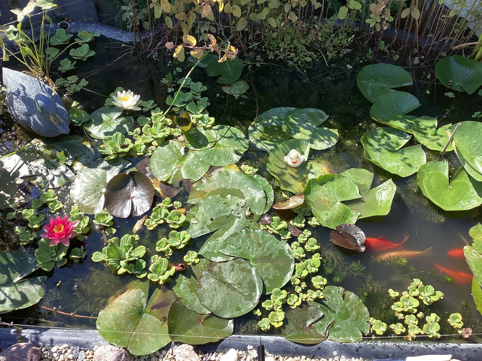 Waterlelie, Tuin en Terras, Vijvers, Ophalen