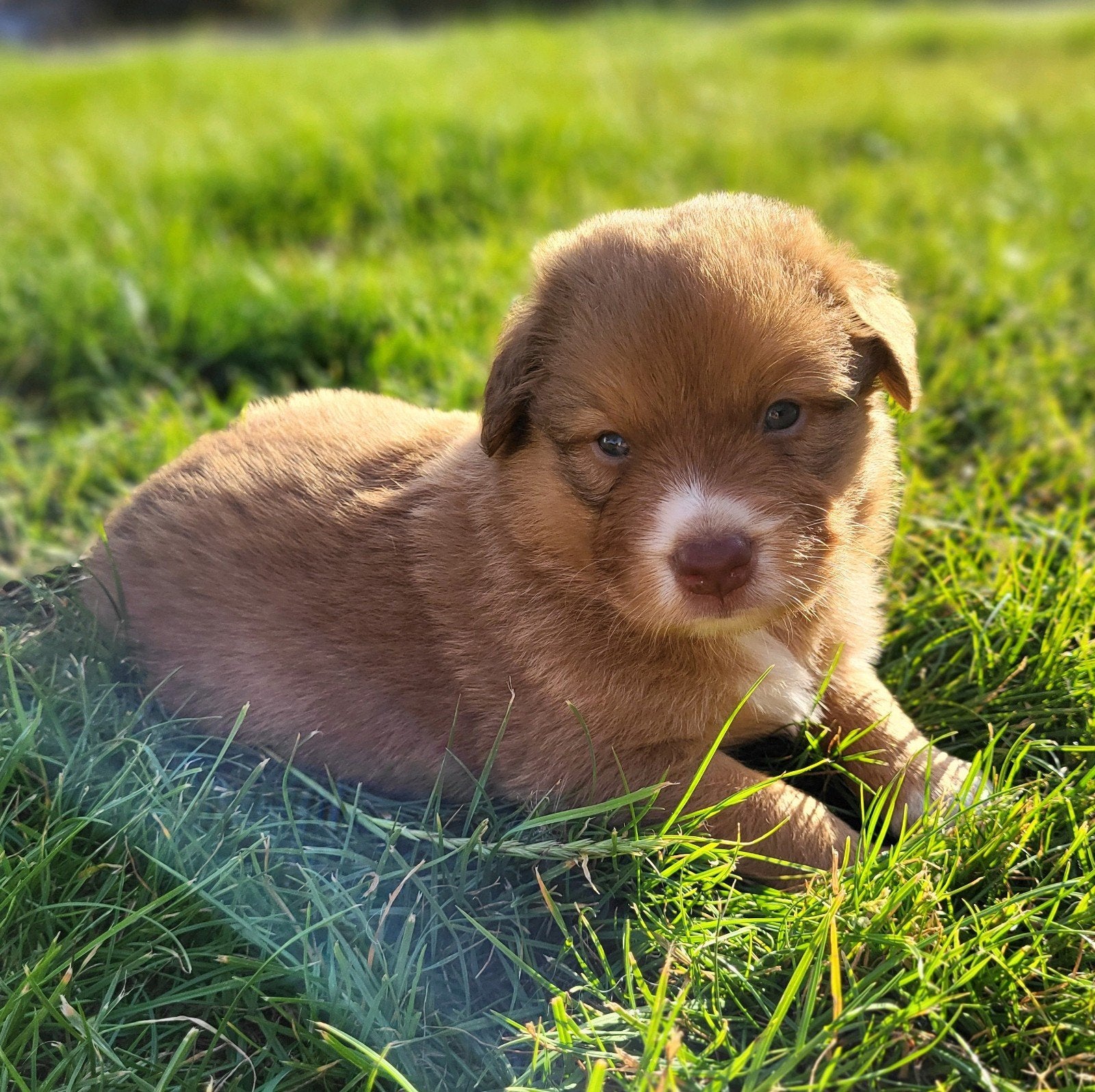 Australian Shepherd x Nova Scotia Duck Tolling retriever, Parvo, Overige rassen, 8 tot 15 weken, Meerdere