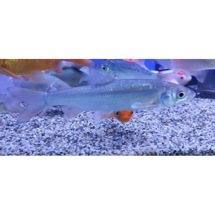 Chondrostoma nasus, Dieren en Toebehoren, Vis