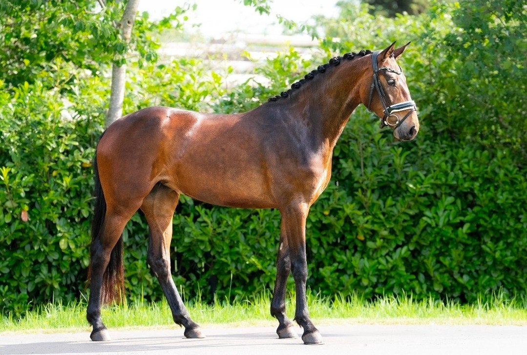 bloed knap en extra bewegen, Dieren en Toebehoren, Paarden, Merrie, Met stamboom, Dressuurpaard, Zadelmak