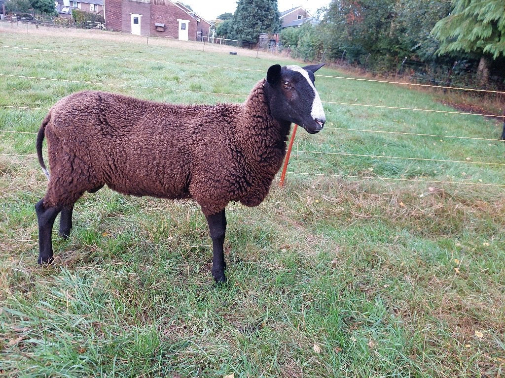 zwartbles (dek)ram, Dieren en Toebehoren, Mannelijk, Schaap, 0 tot 2 jaar