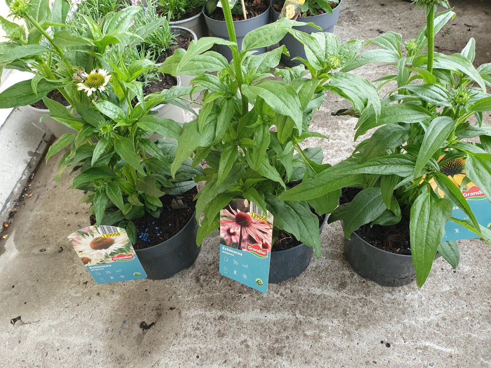 Echinacea planten - Diverse soorten Zonnehoed, Ophalen
