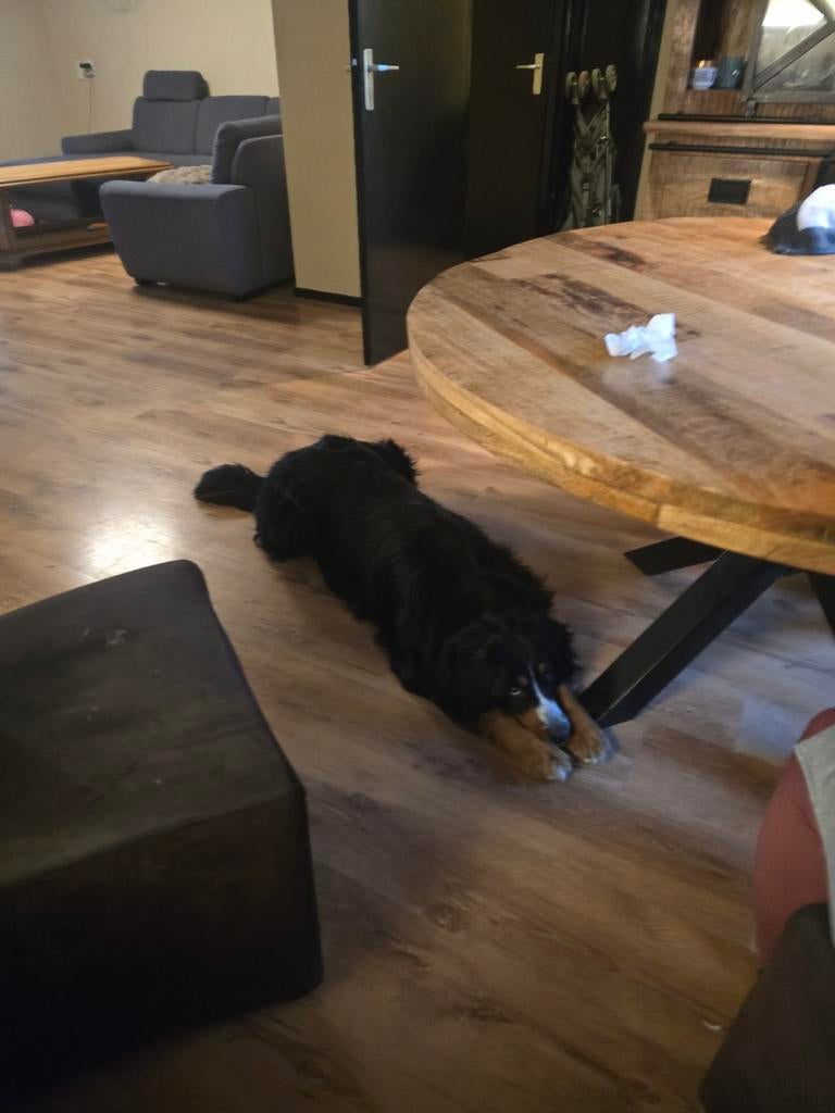 Berner senne een hele lieve hond, Overige rassen, Teef, Eén hond, 3 tot 5 jaar