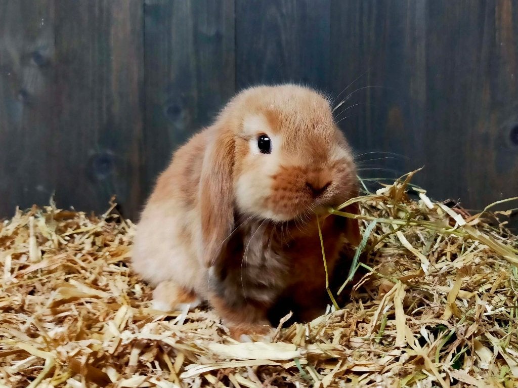 Lief NHD/Minilop rammetje dwerg hangoortje, of evt. koppel., Dieren en Toebehoren, Konijnen, Dwerg, Meerdere dieren, 0 tot 2 jaar