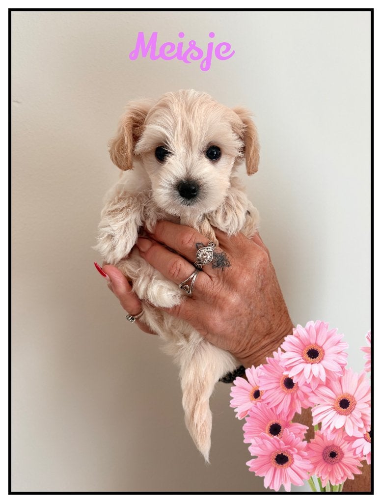 Schattige Toy Maltipoo pups F1 (1x reutje & 1x teefje), Parvo, Overige rassen, 8 tot 15 weken, Meerdere