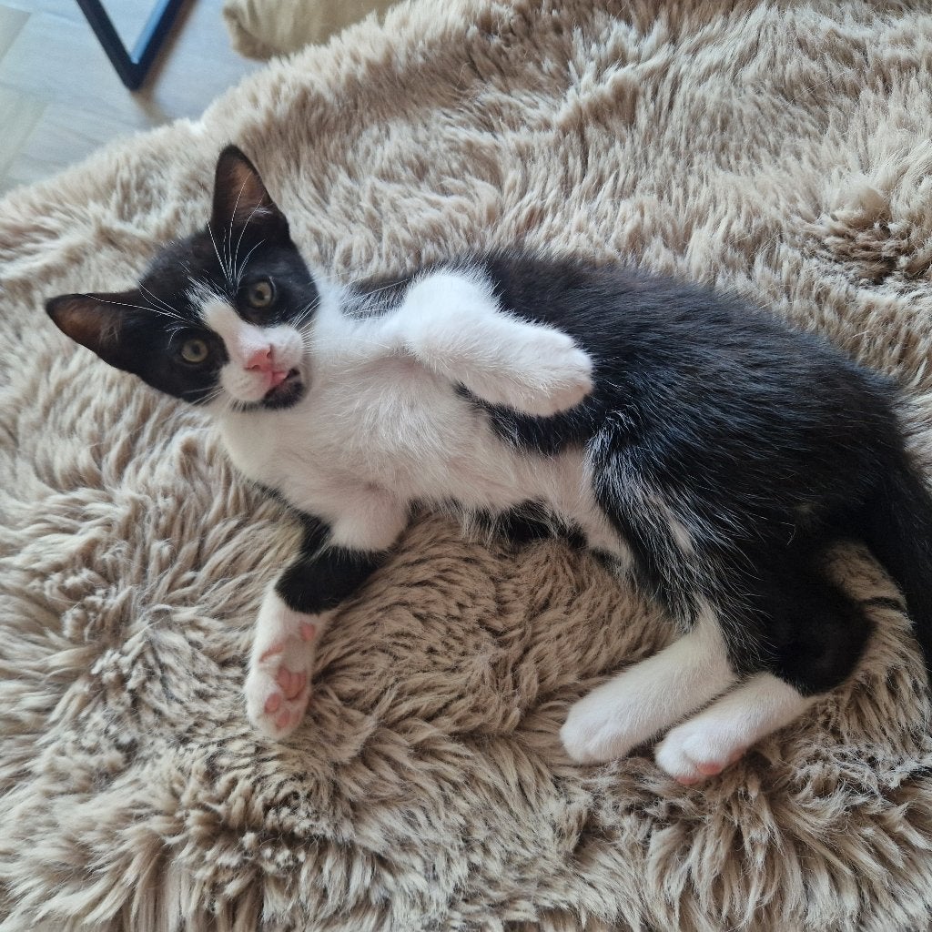 Kitten katertje, Kater, Ontwormd, 0 tot 2 jaar