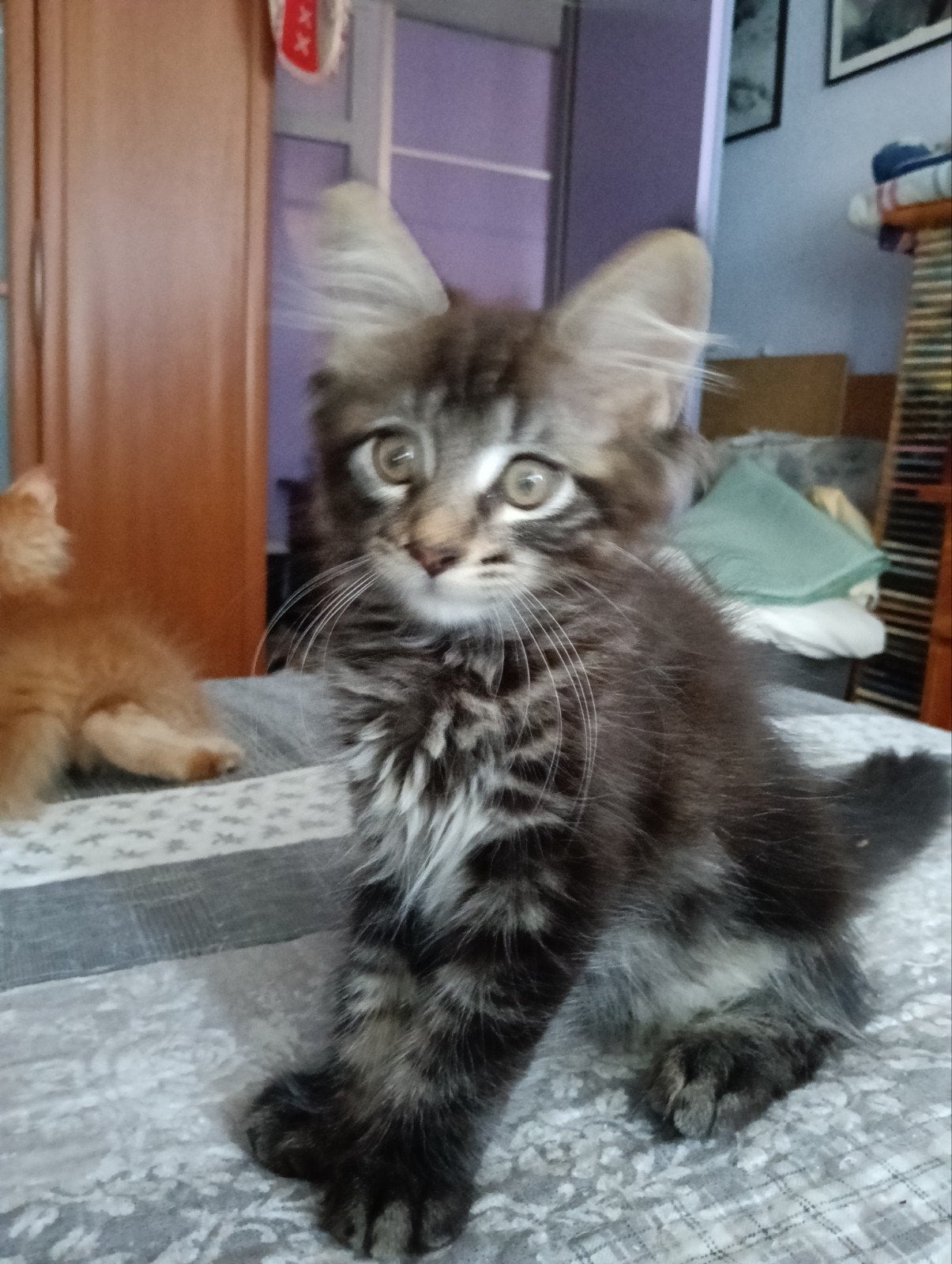 Nog 1 kater Maine Coon, Dieren en Toebehoren, Katten en Kittens | Raskatten | Langhaar, Kater, Gechipt