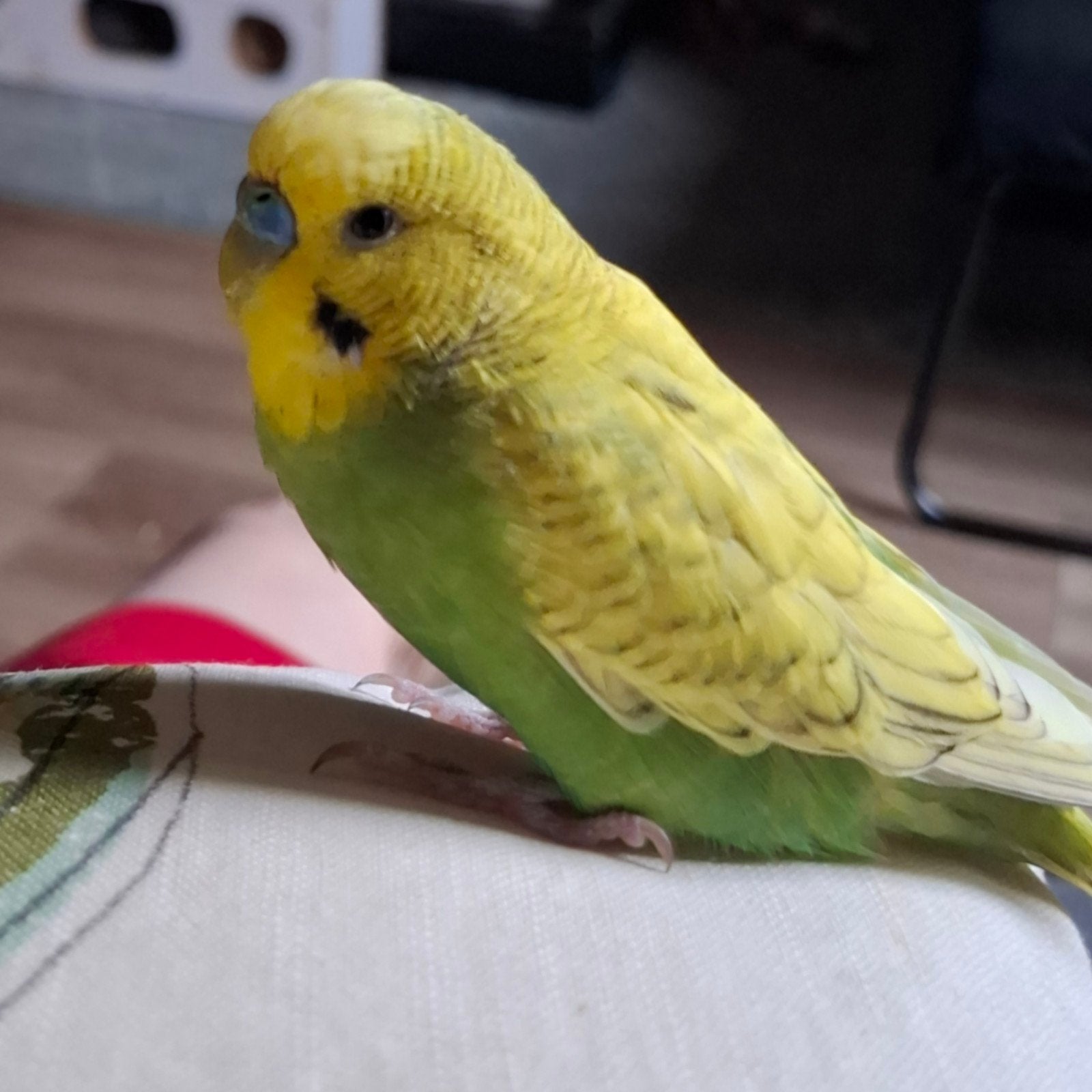 grasparkiet zoekt huisje., Dieren en Toebehoren, Vogels | Parkieten en Papegaaien, Mannelijk, Parkiet, Tam