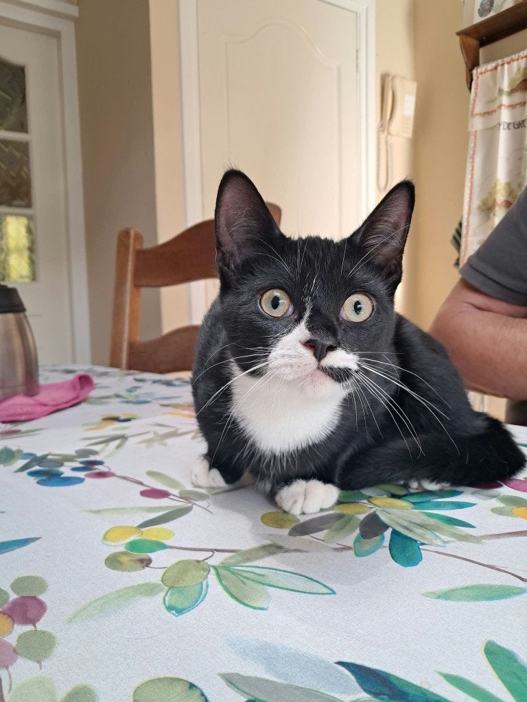 boerderij kittens, Dieren en Toebehoren, Meerdere dieren, Ontwormd, 0 tot 2 jaar