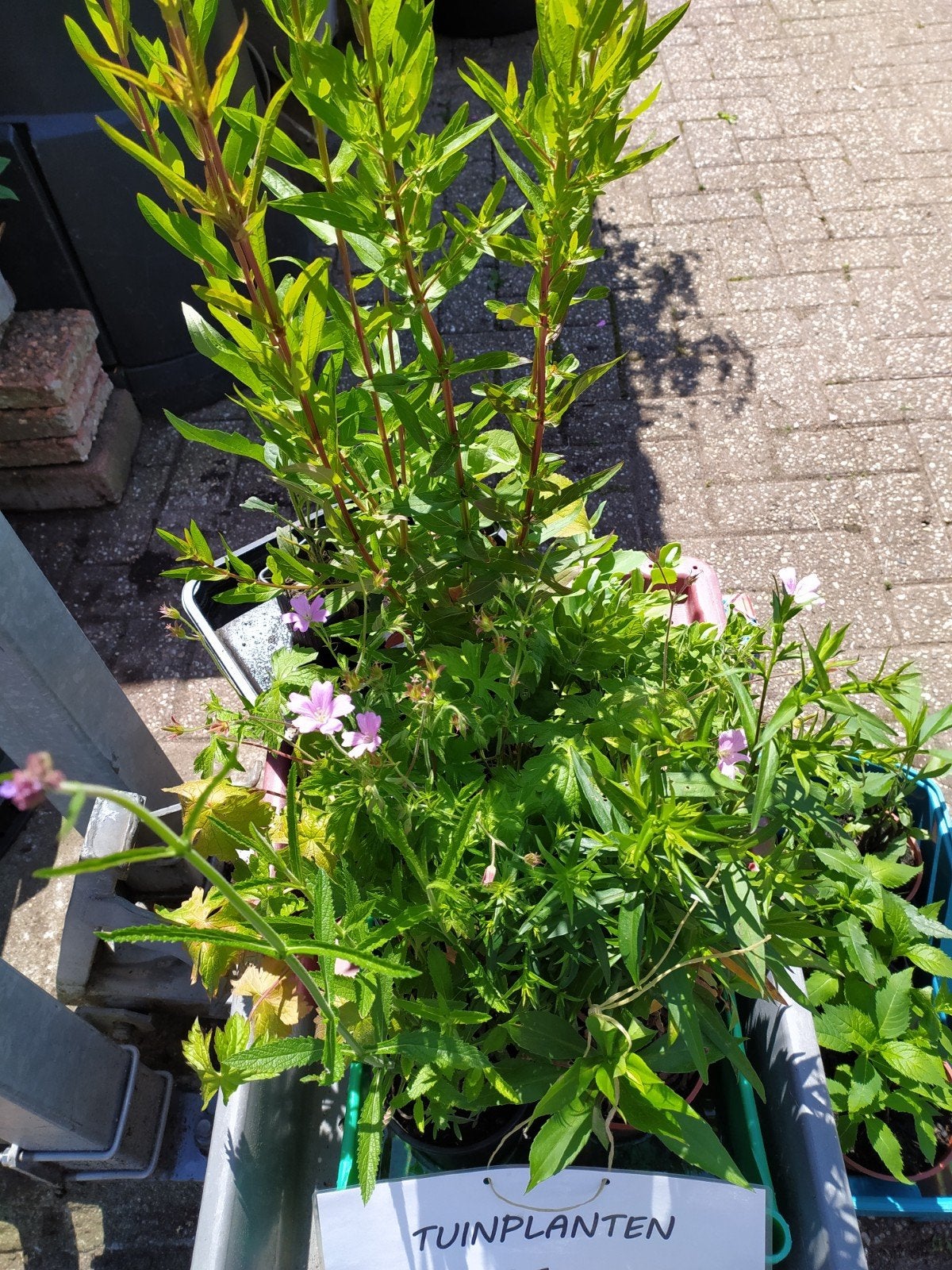 Biologische vaste tuinplanten., Ophalen, Overige soorten, Halfschaduw