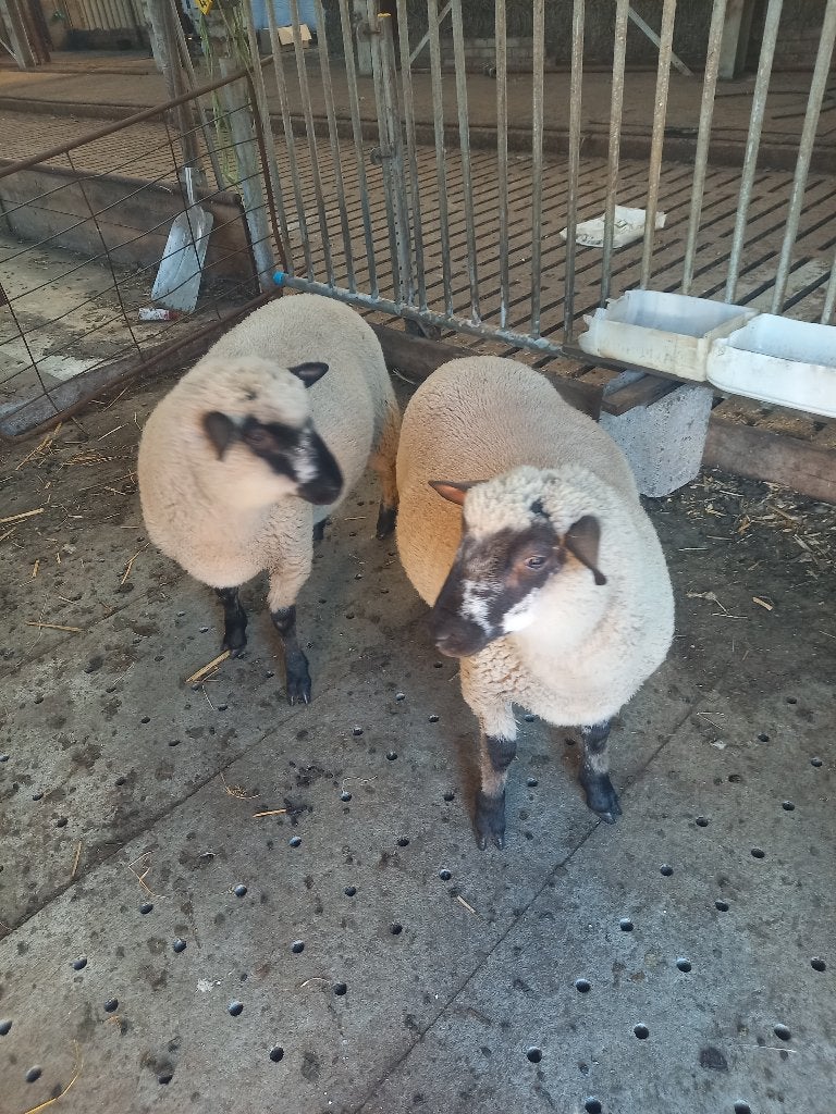 rammen, Mannelijk, Schaap, 0 tot 2 jaar