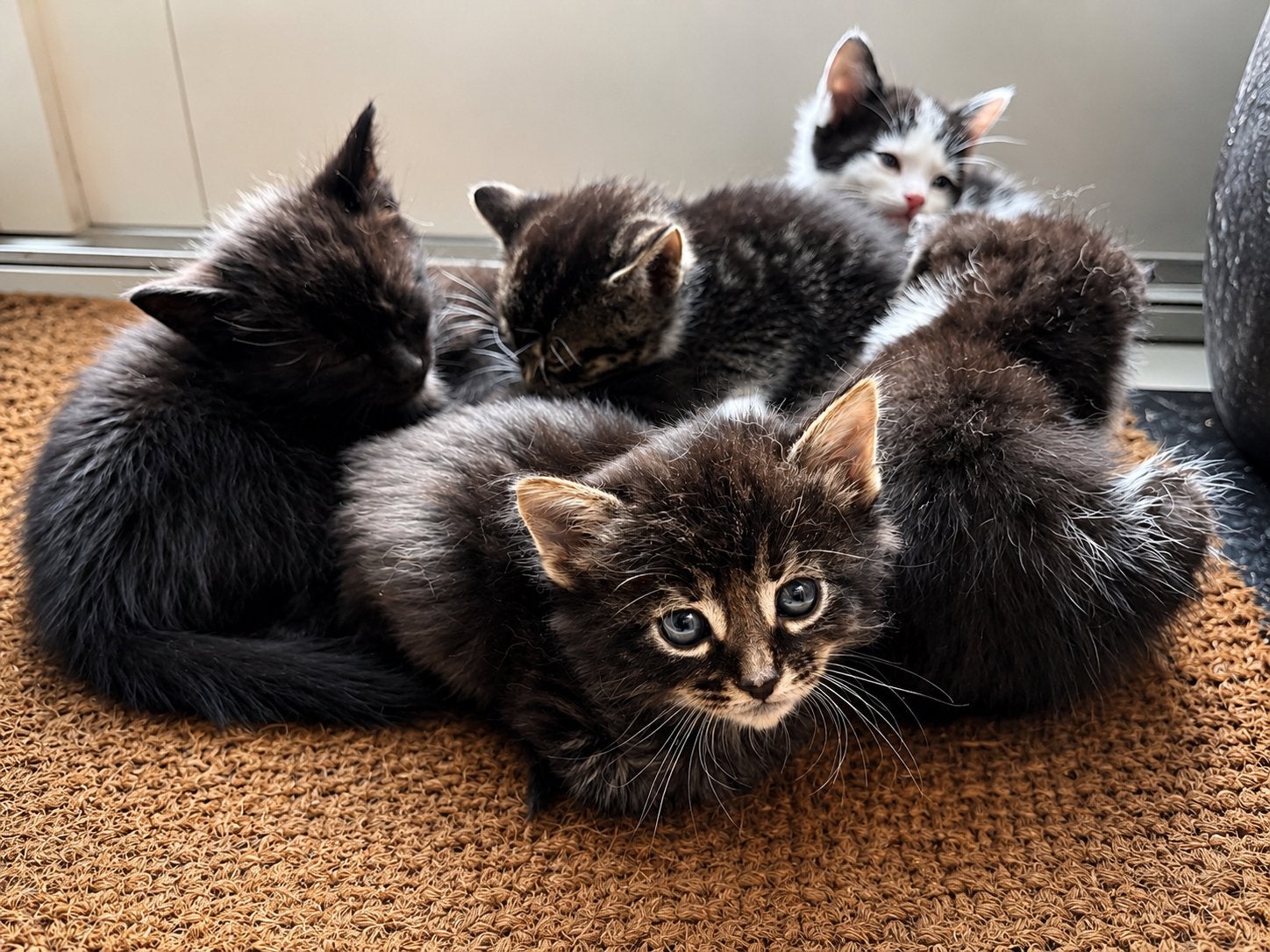 2 nestjes, Poes, Ontwormd