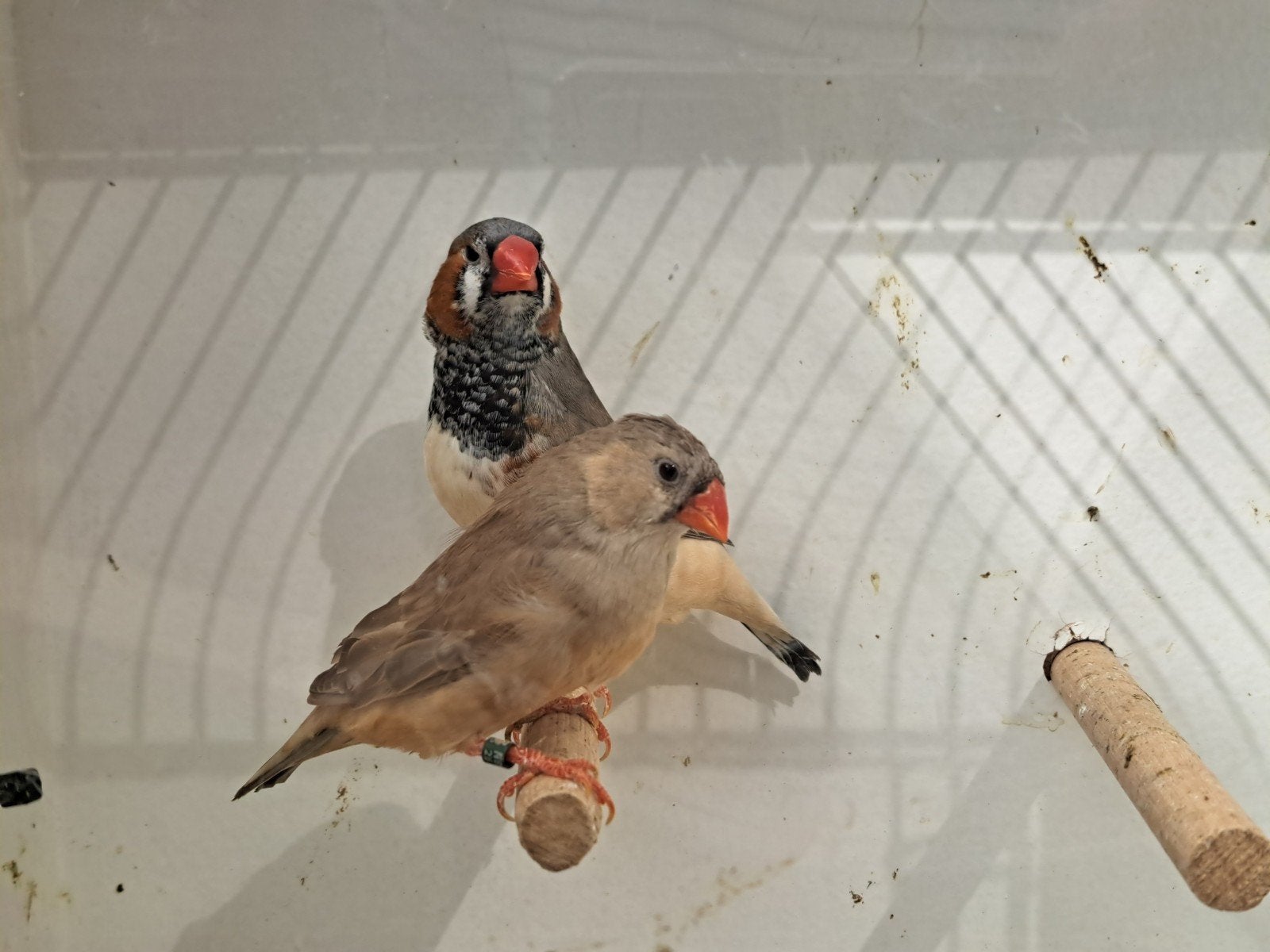 koppel zebravinken zwartborst., Dieren en Toebehoren, Meerdere dieren, Tropenvogel, Geringd