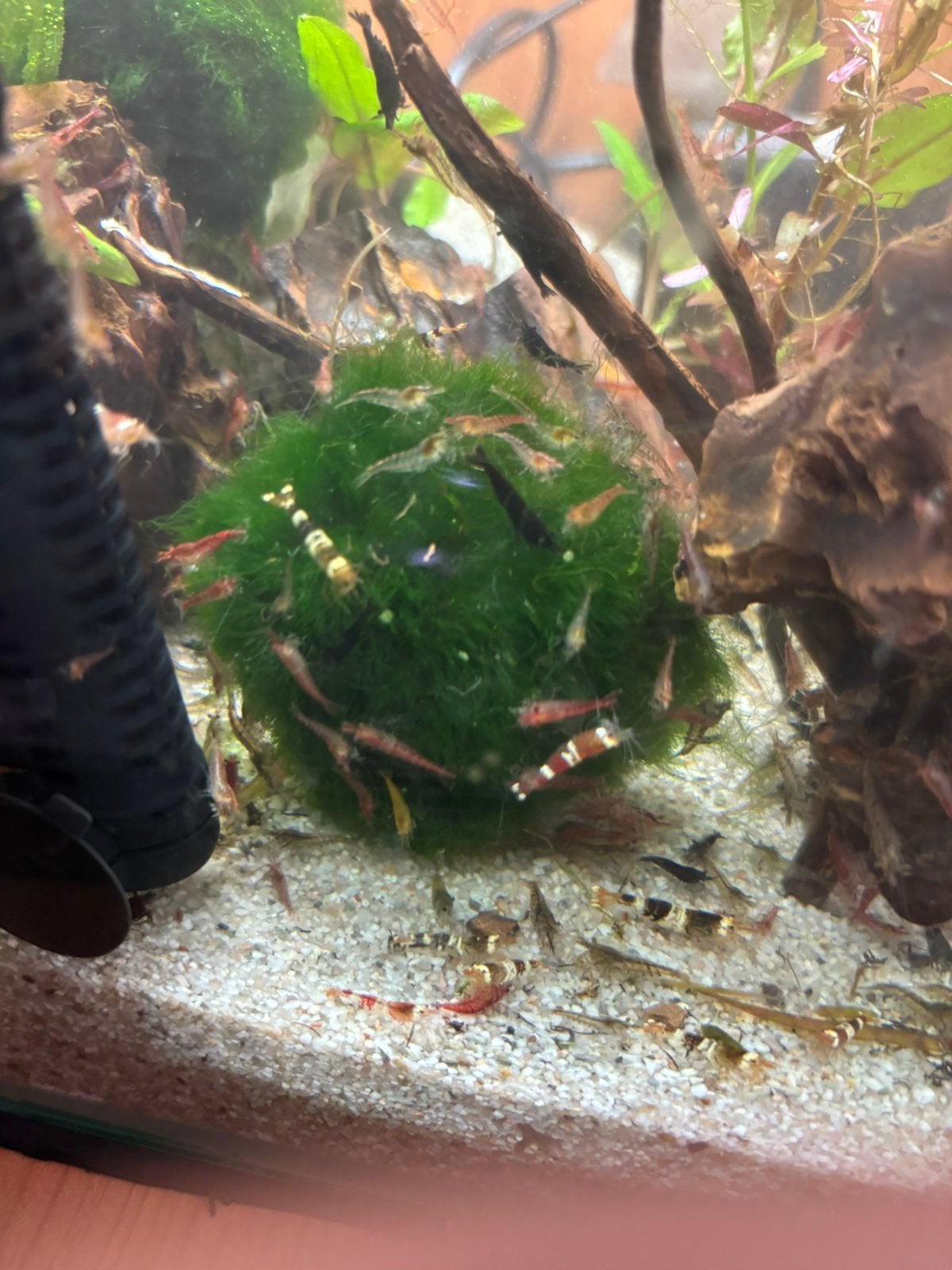 Mix garnalen, Kreeft, Krab of Garnaal