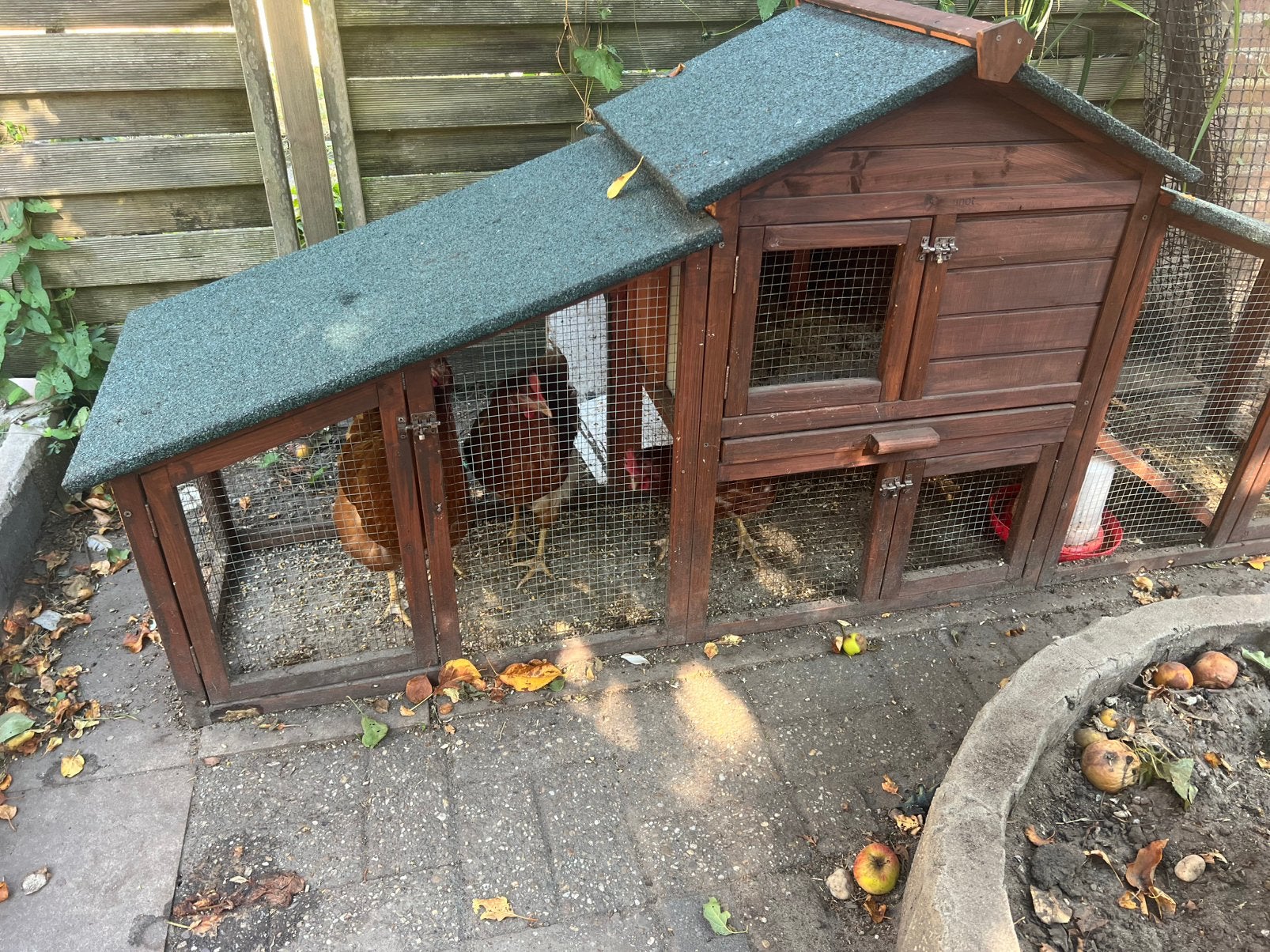 3 kippen met kippenhok te koop – €195€, Ophalen, Zo goed als nieuw, Kippenhok of Kippenren