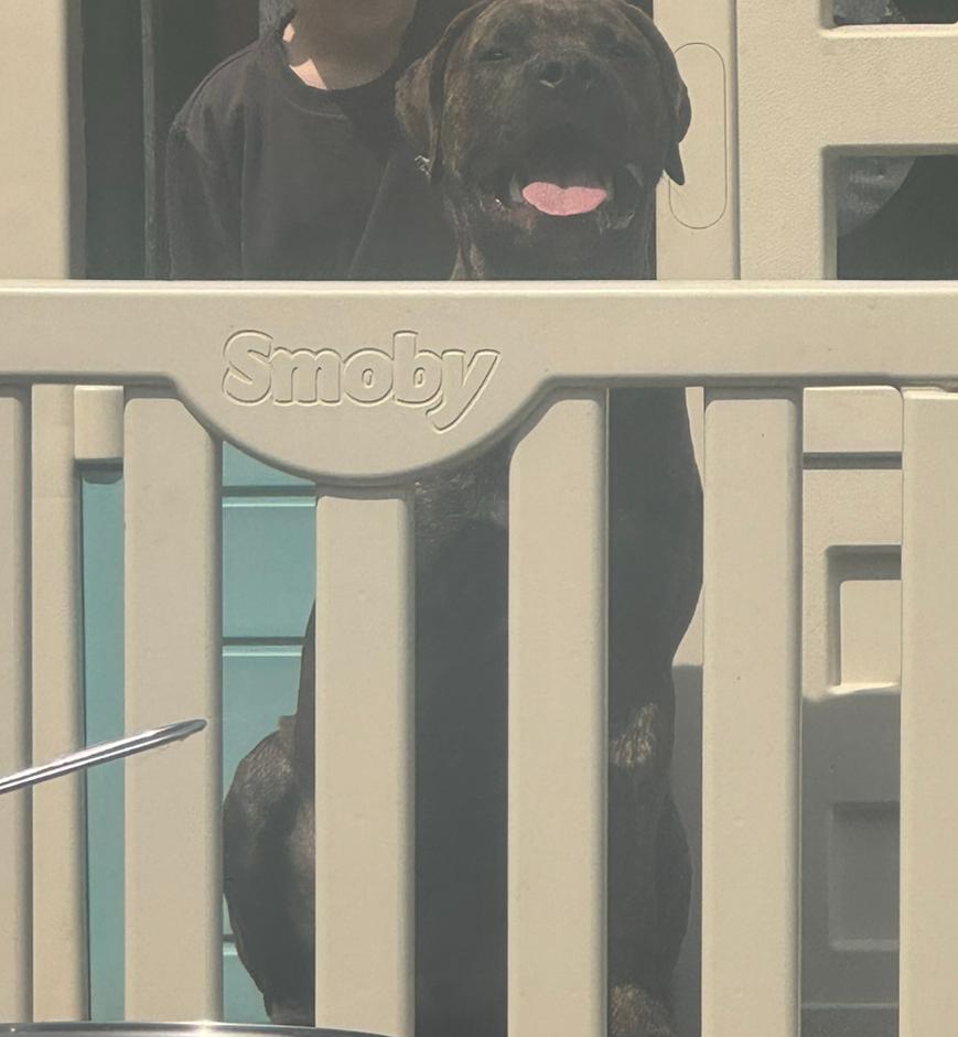 Cane corso/rottweiler 7 mnd, Dieren en Toebehoren, Honden | Niet-rashonden, 15 weken tot 1 jaar, Reu, Eén hond, Nederland