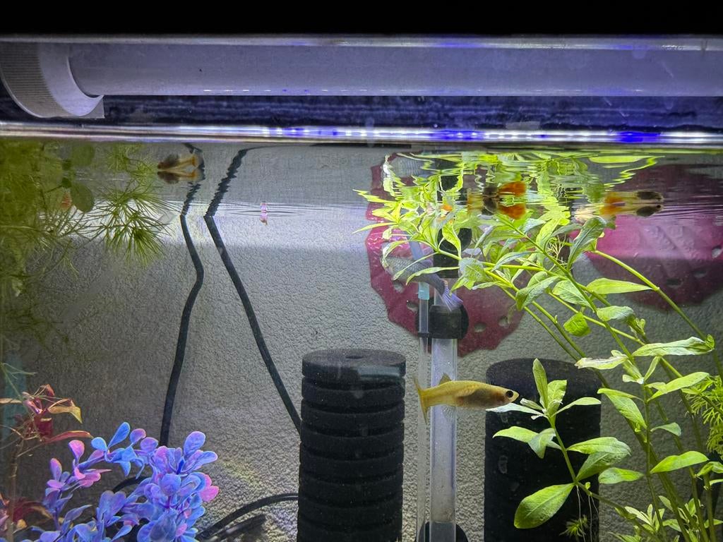 Baby guppies, Vis