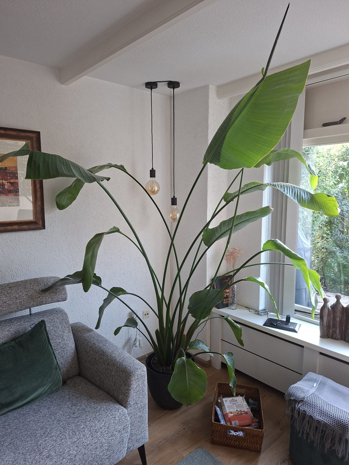 Strelirzia / paradijsvogel plant, Huis en Inrichting, Ophalen, Halfschaduw, 200 cm of meer