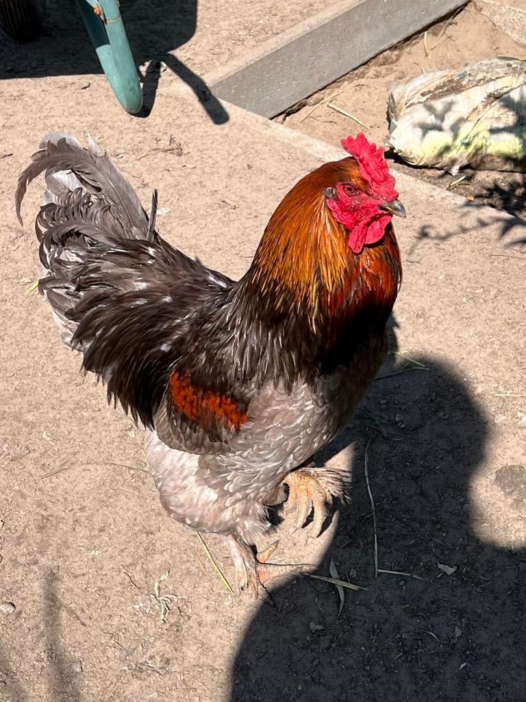 Brahma haan van 7 maanden oud, Dieren en Toebehoren, Mannelijk, Kip