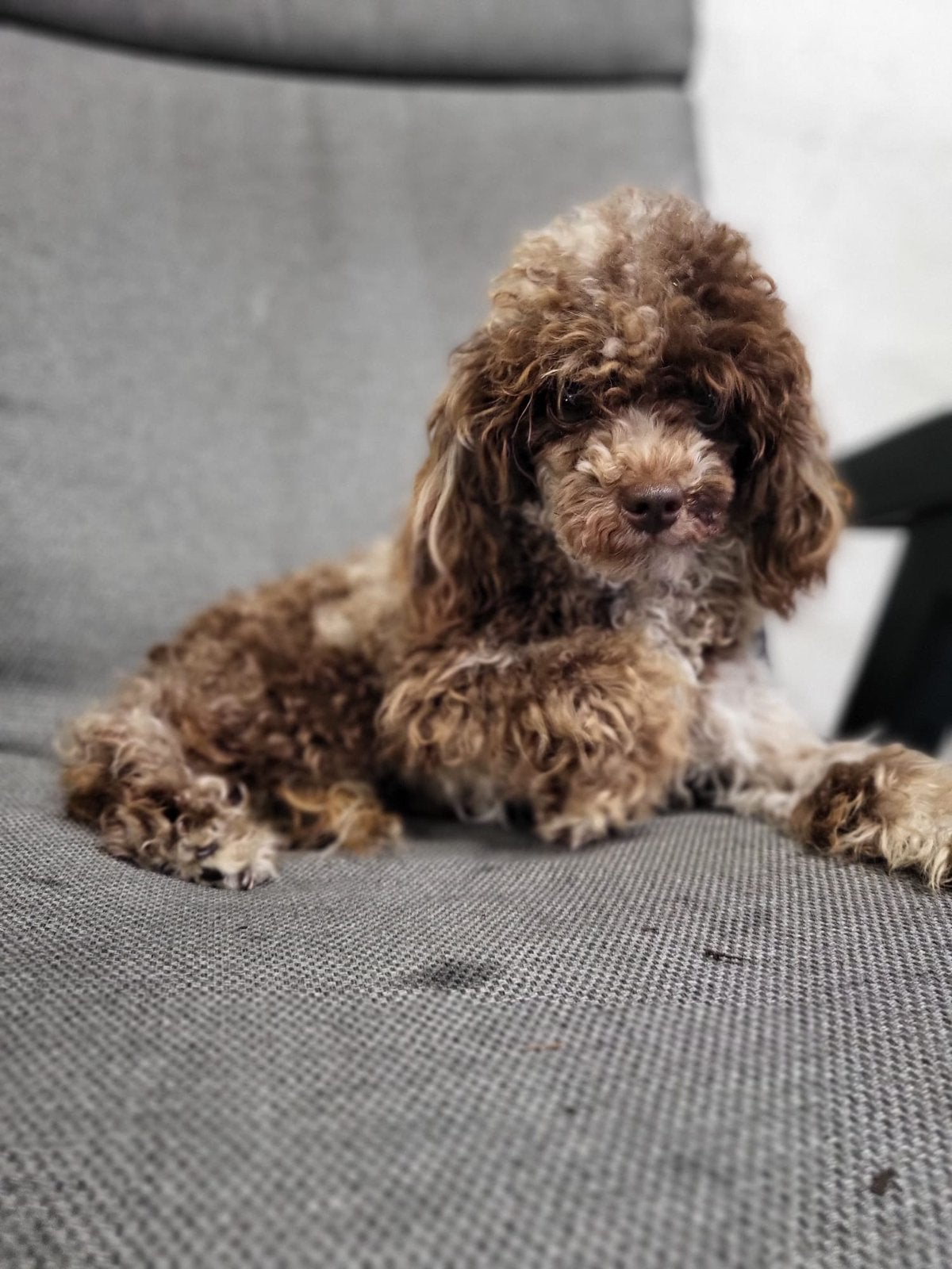 Choco merle toypoedel  teefje 22cm van 1 jaar oud, Overige rassen, 1 tot 2 jaar, Teef, Parvo