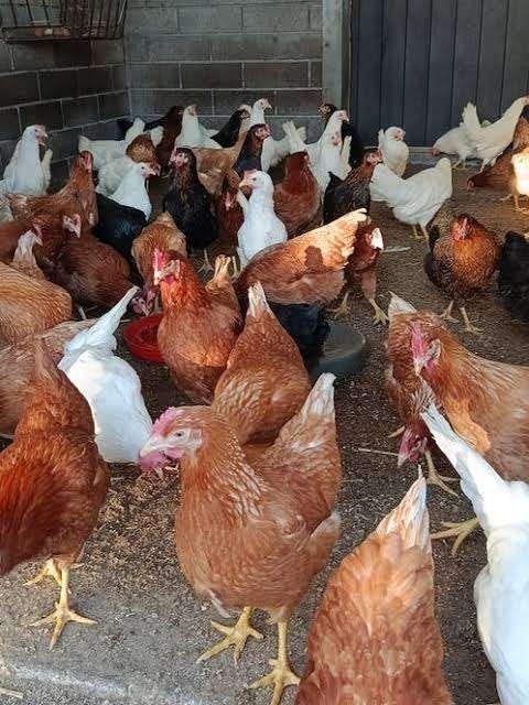 Kippen [LEG]  Die heel veel  EIEREN  leggen................., Dieren en Toebehoren, Vrouwelijk, Kip