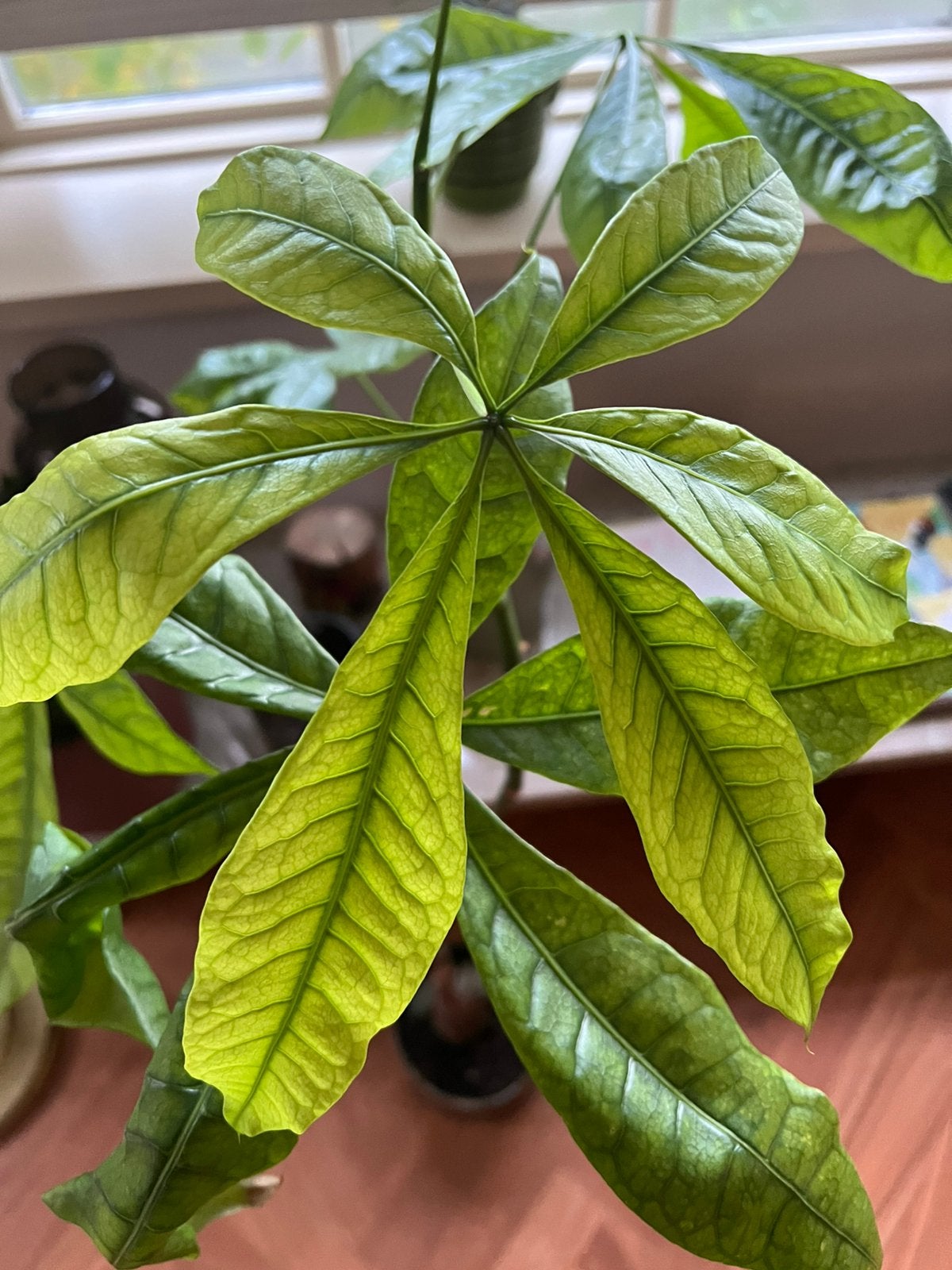 Pachira Aquatica geldboom kamerplant 1,30 meter, Ophalen, Halfschaduw, Minder dan 100 cm