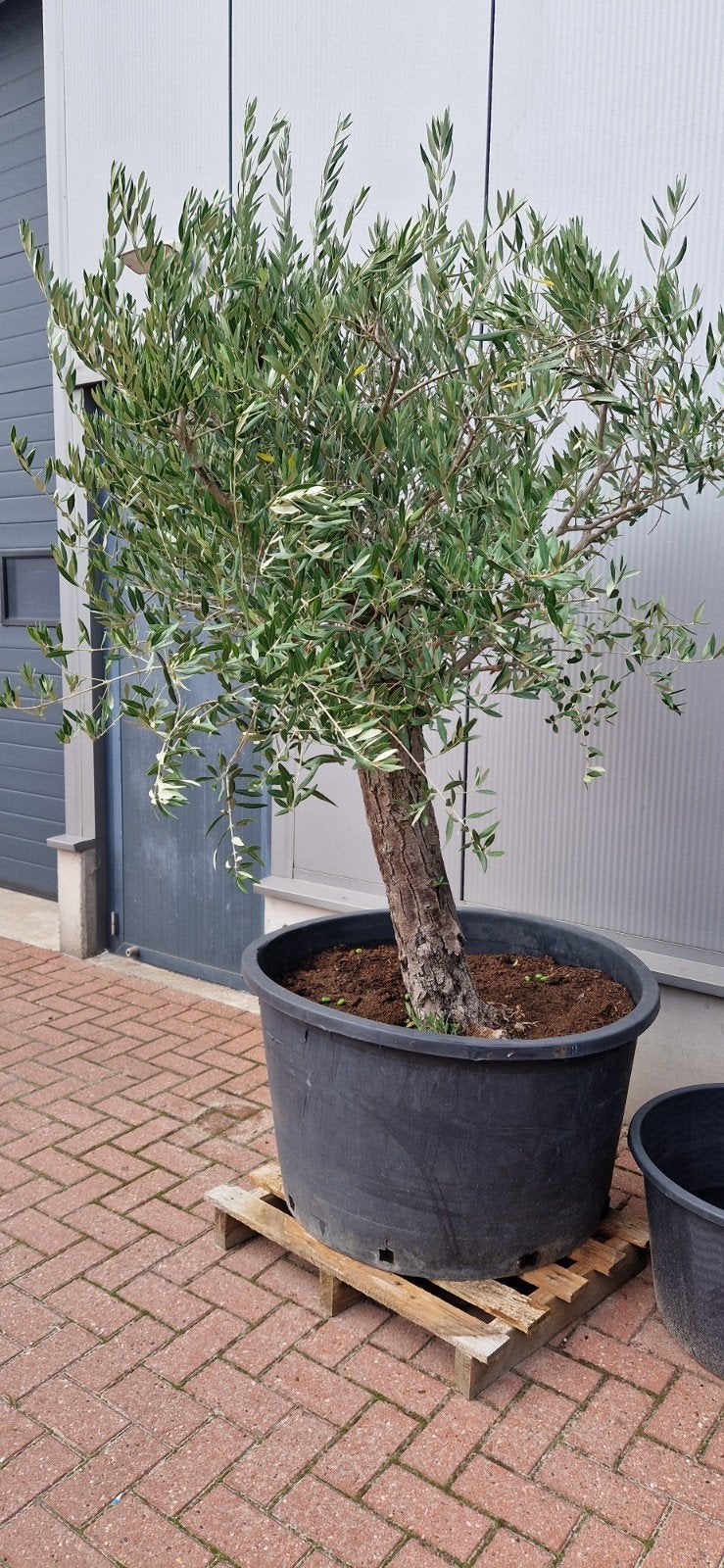 Olijfboom  in pot !, 100 tot 250 cm, Olijfboom, Ophalen, Volle zon